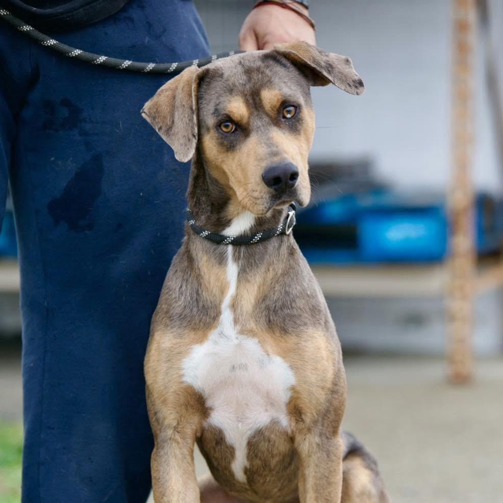 Radar, an adoptable mixed breed in Mount Sterling, KY image 1/3