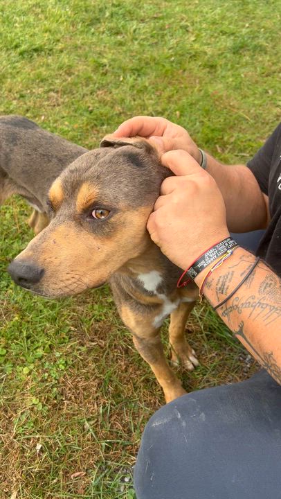 Enlarge Radar, an adoptable mixed breed in Mount Sterling, KY video 3/3