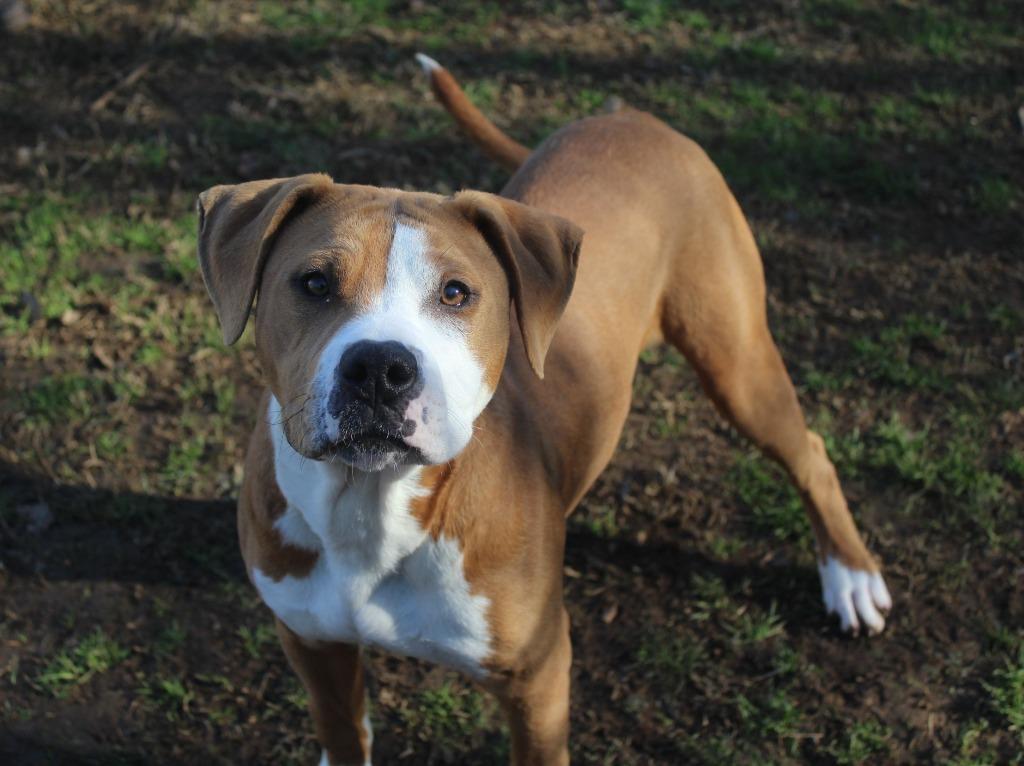 Enlarge Clyde, a Adopted Pit Bull Terrier in Benton, AR image 1/1