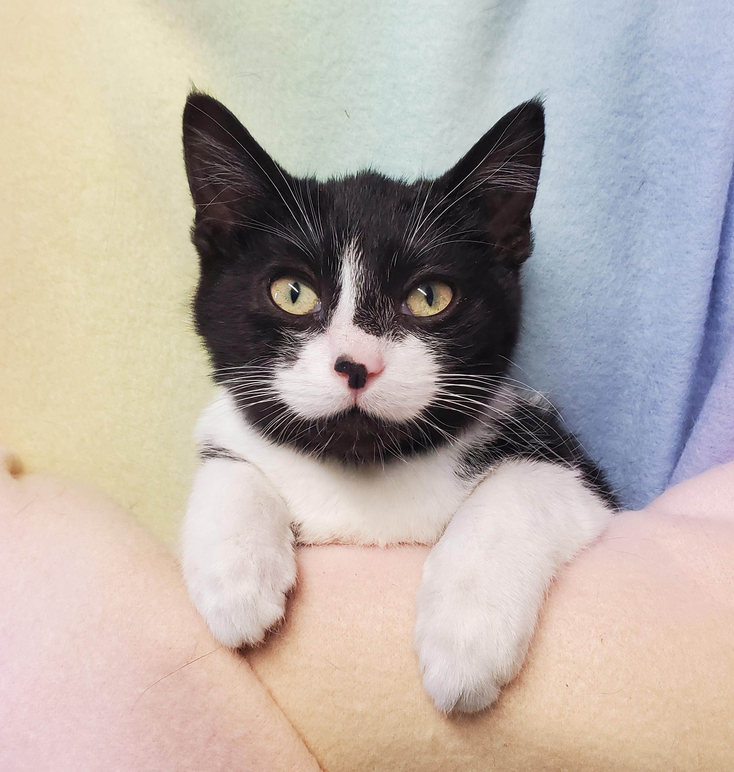 Mr Spot, Adoptable, Young Male Domestic Short Hair.