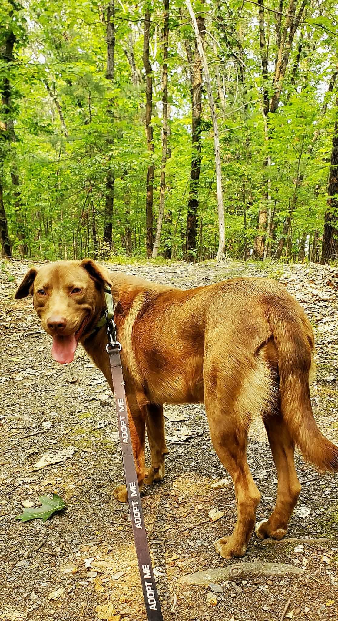 Enlarge Tilly, an adopted mixed breed in Argyle, NY image 3/6