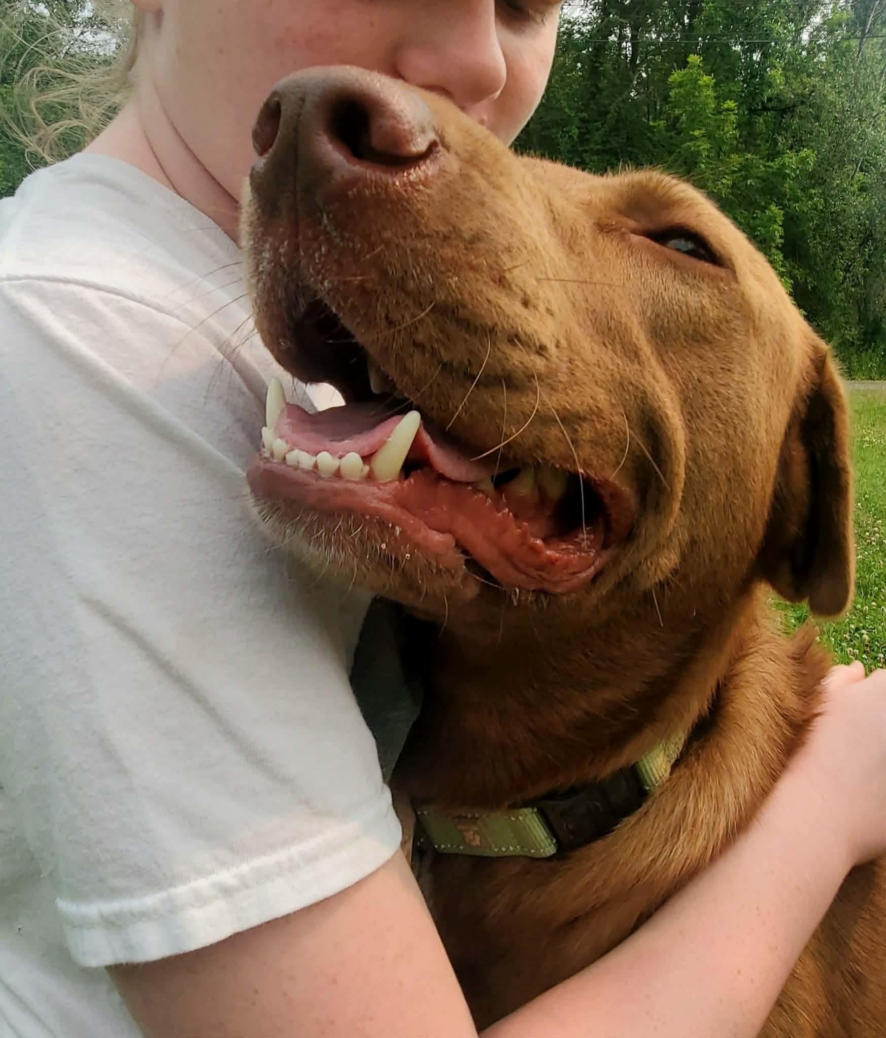 Enlarge Tilly, an adopted mixed breed in Argyle, NY image 4/6