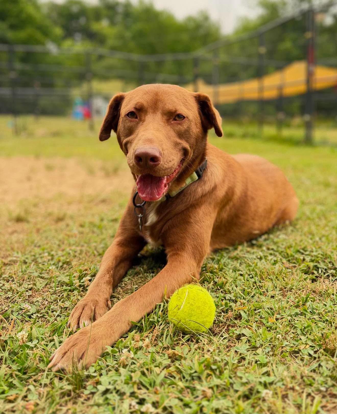 Enlarge Tilly, an adopted mixed breed in Argyle, NY image 1/6