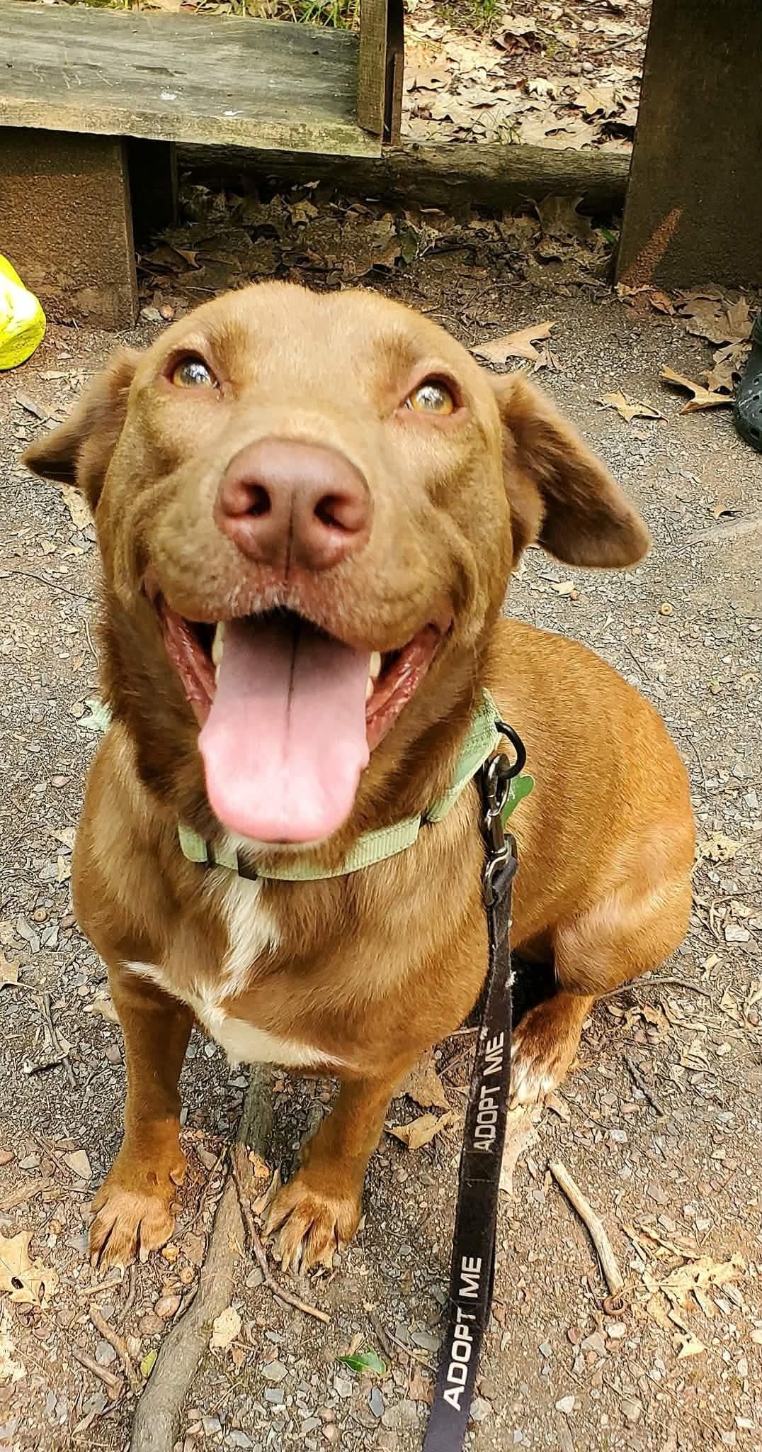 Enlarge Tilly, an adopted mixed breed in Argyle, NY image 6/6