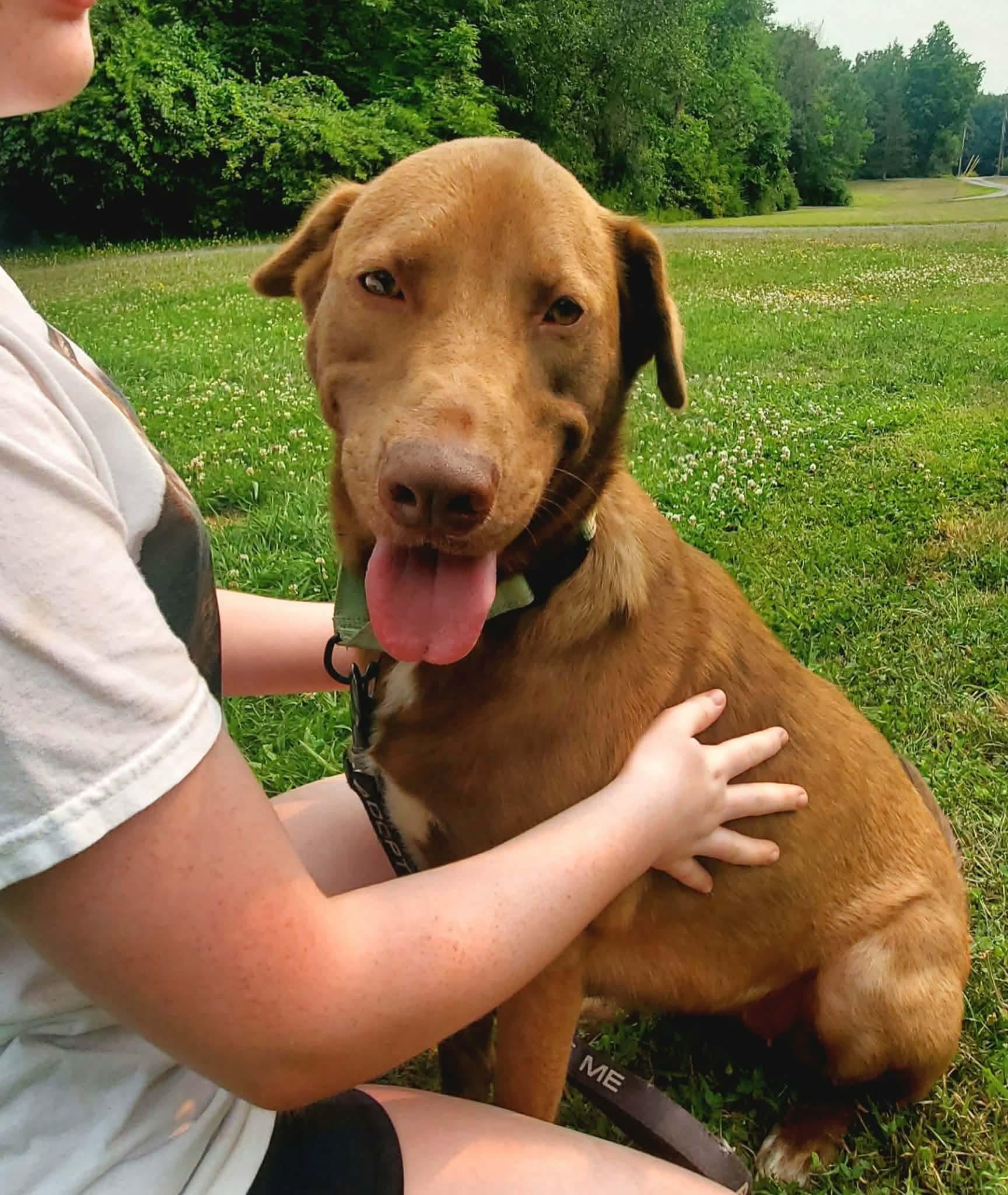 Enlarge Tilly, an adopted mixed breed in Argyle, NY image 2/6