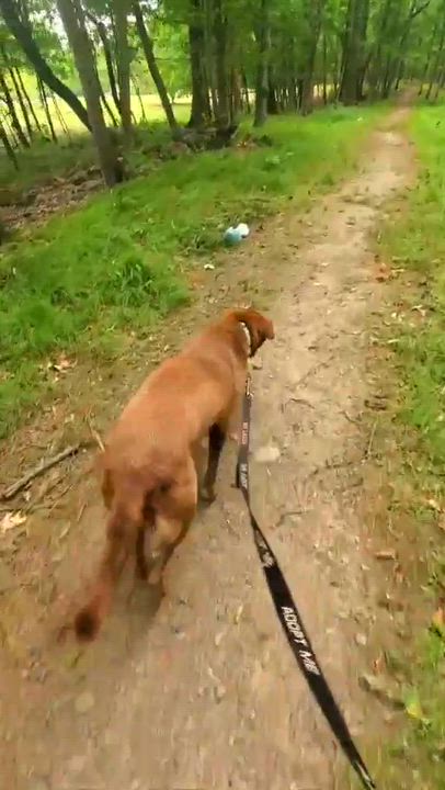 Enlarge Tilly, an adopted mixed breed in Argyle, NY video 5/6