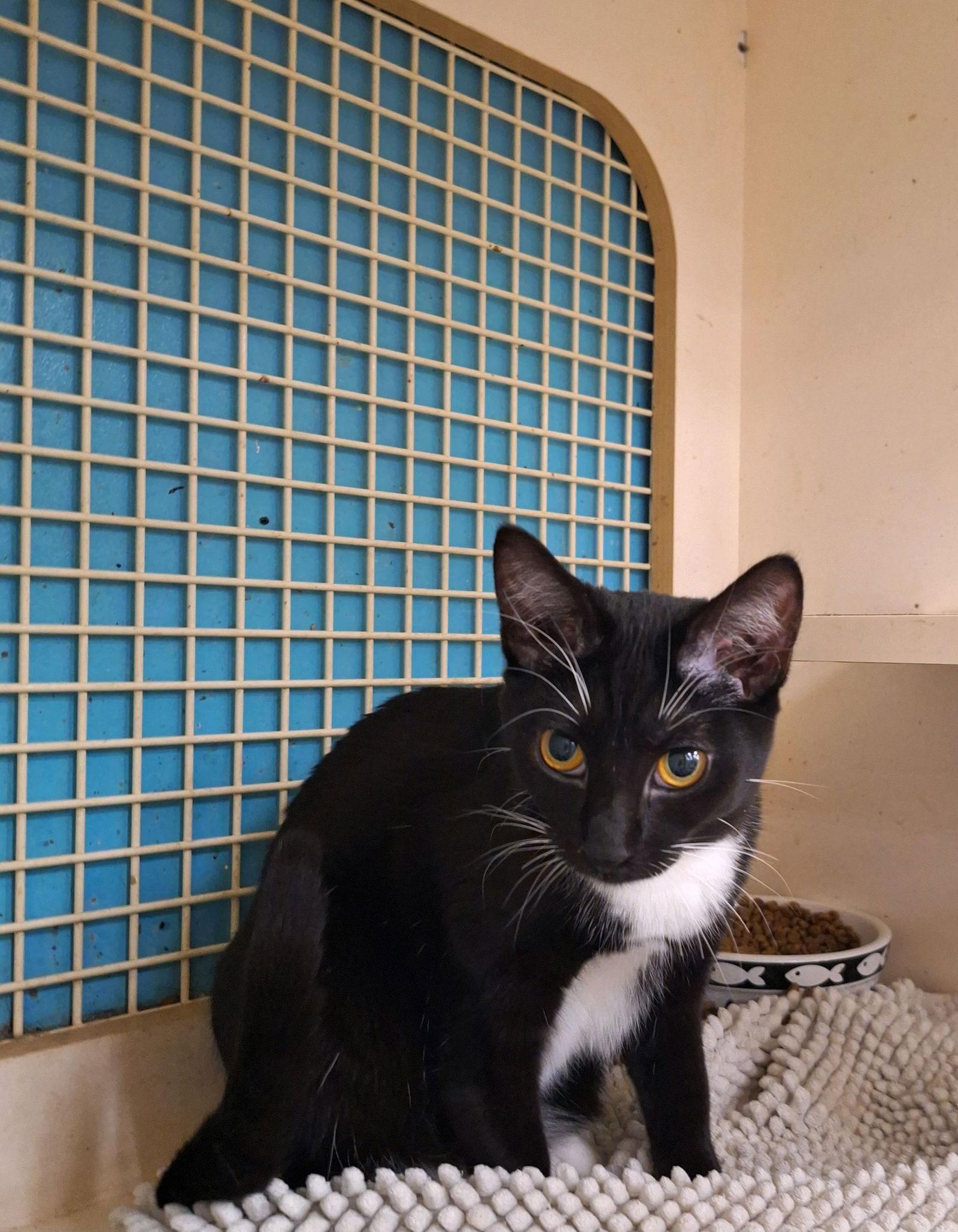 Enlarge Tulip (Napa HM), a Adoptable mixed breed in Vacaville, CA image 2/2