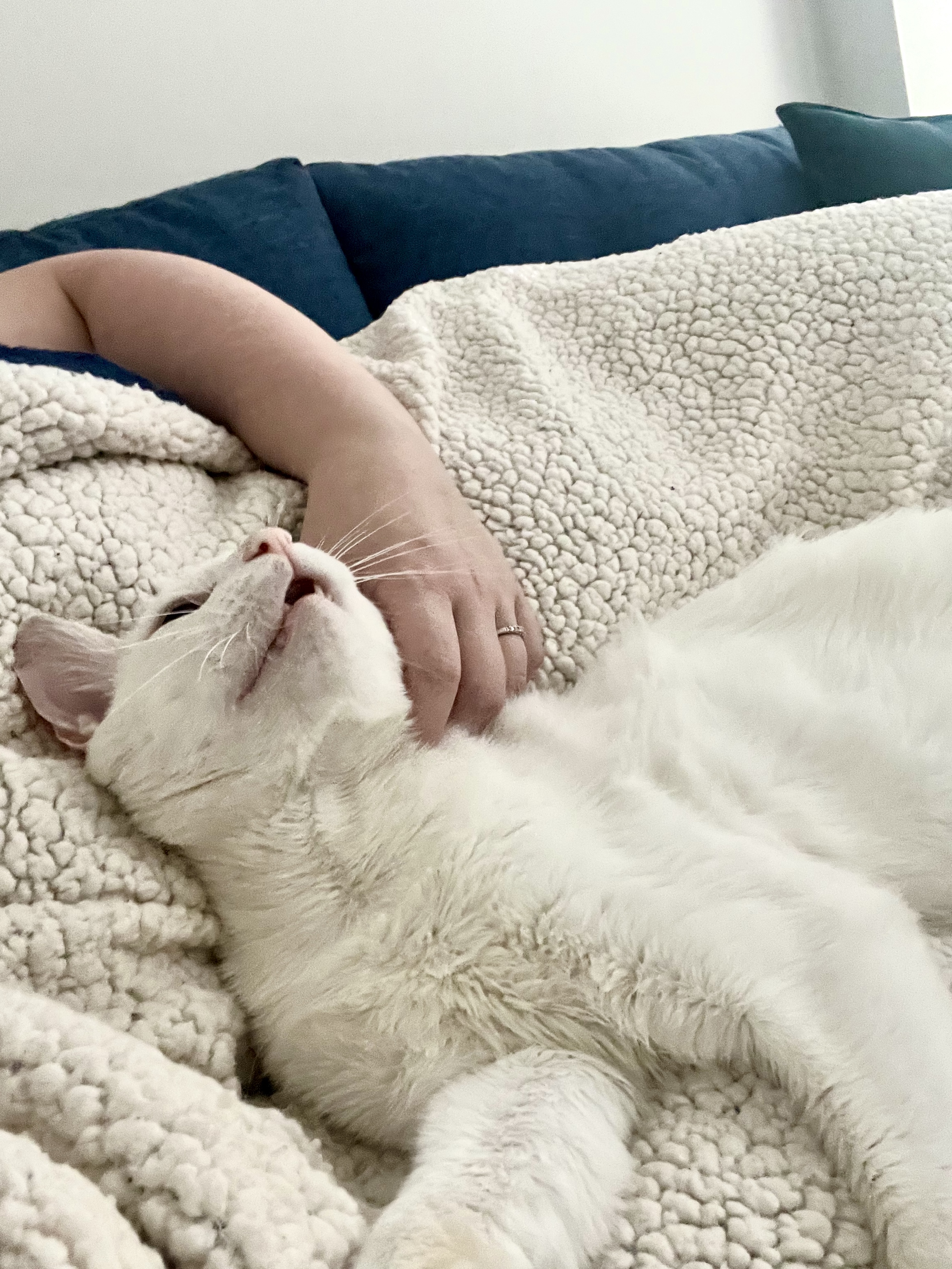 Enlarge Juniper, a Adopted Domestic Short Hair in Brooklyn, NY image 3/6