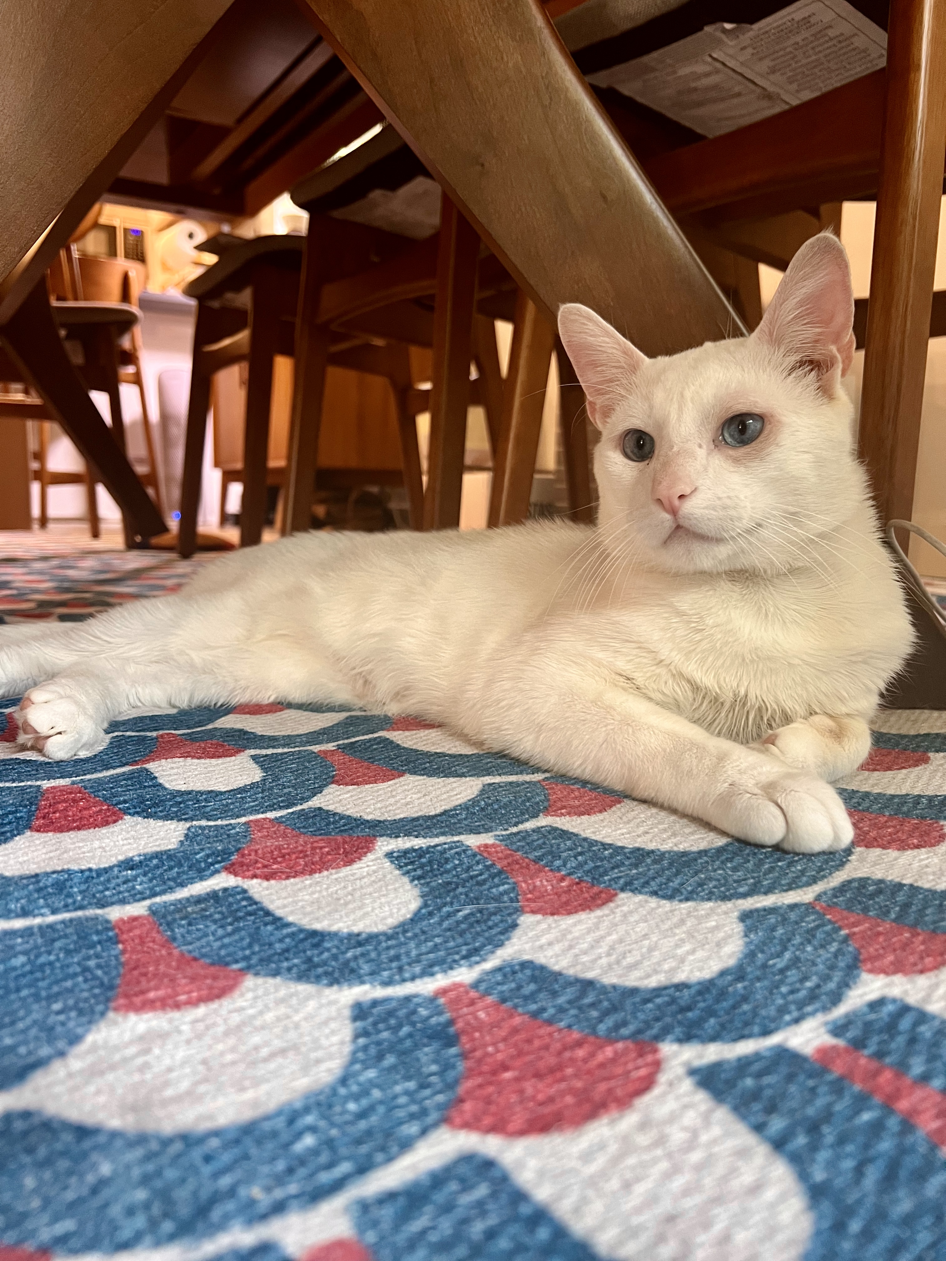 Enlarge Juniper, a Adopted Domestic Short Hair in Brooklyn, NY image 6/6