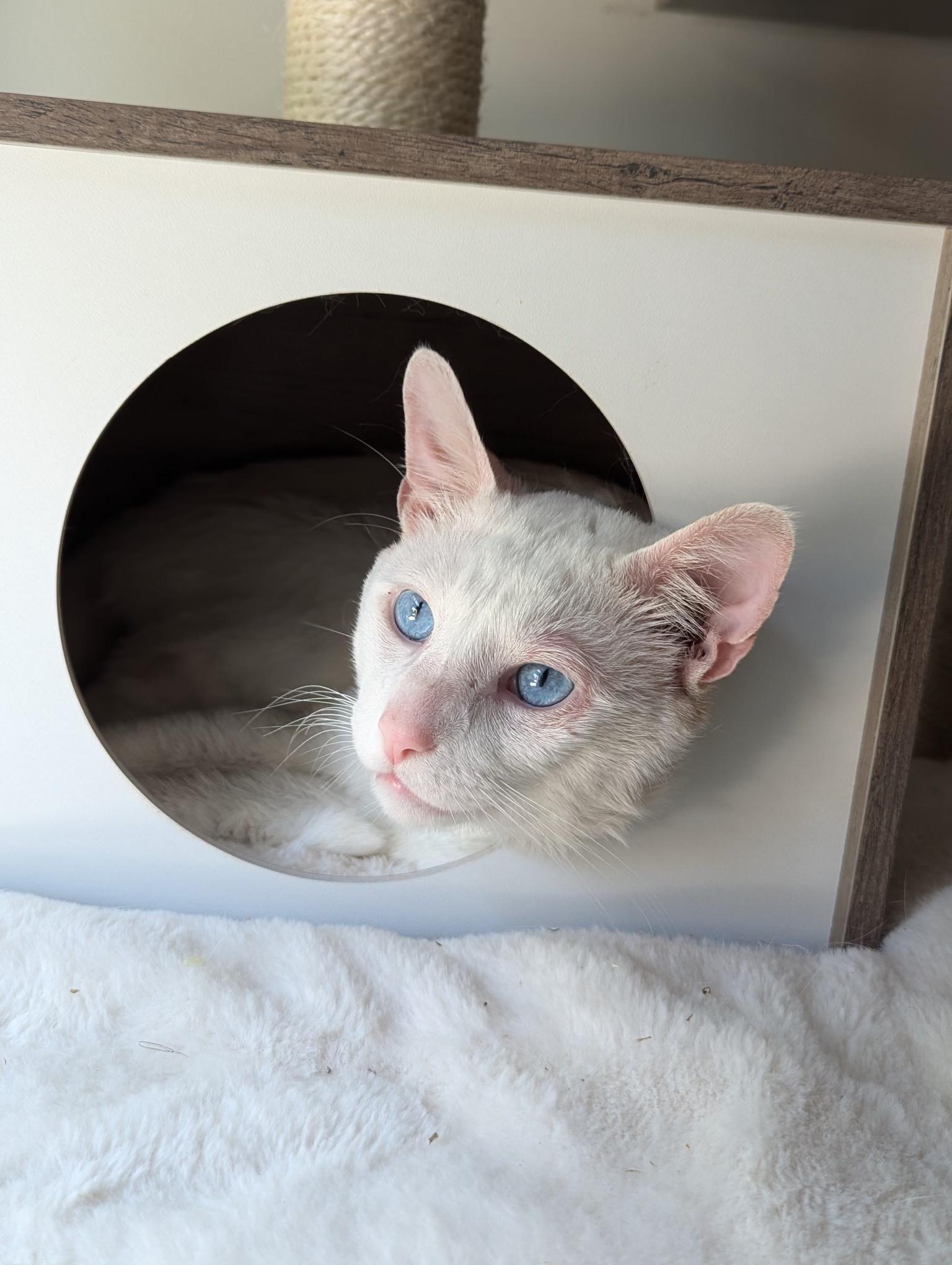 Enlarge Juniper, a Adopted Domestic Short Hair in Brooklyn, NY image 5/6