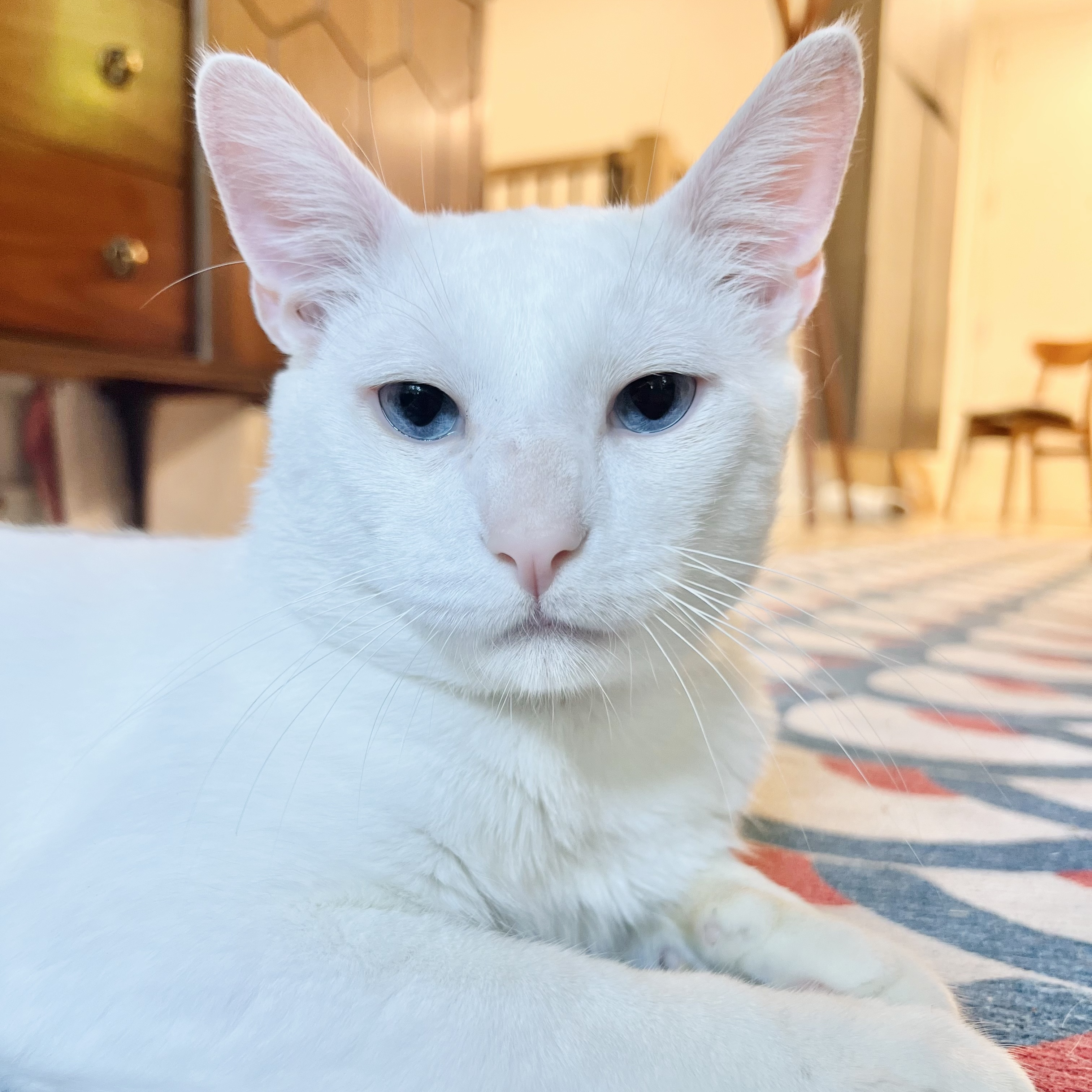 Juniper, Adopted, Adult Male Domestic Short Hair.