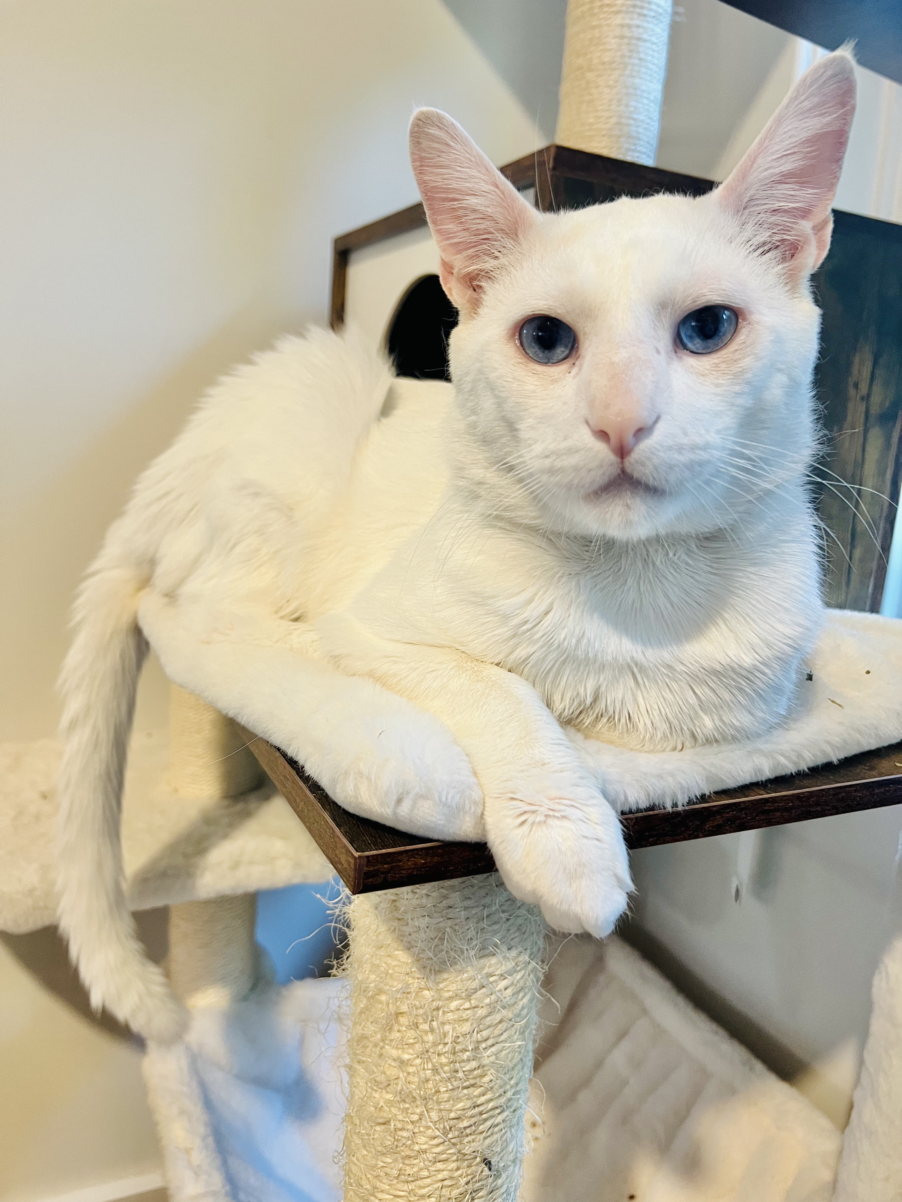 Enlarge Juniper, a Adopted Domestic Short Hair in Brooklyn, NY image 4/6