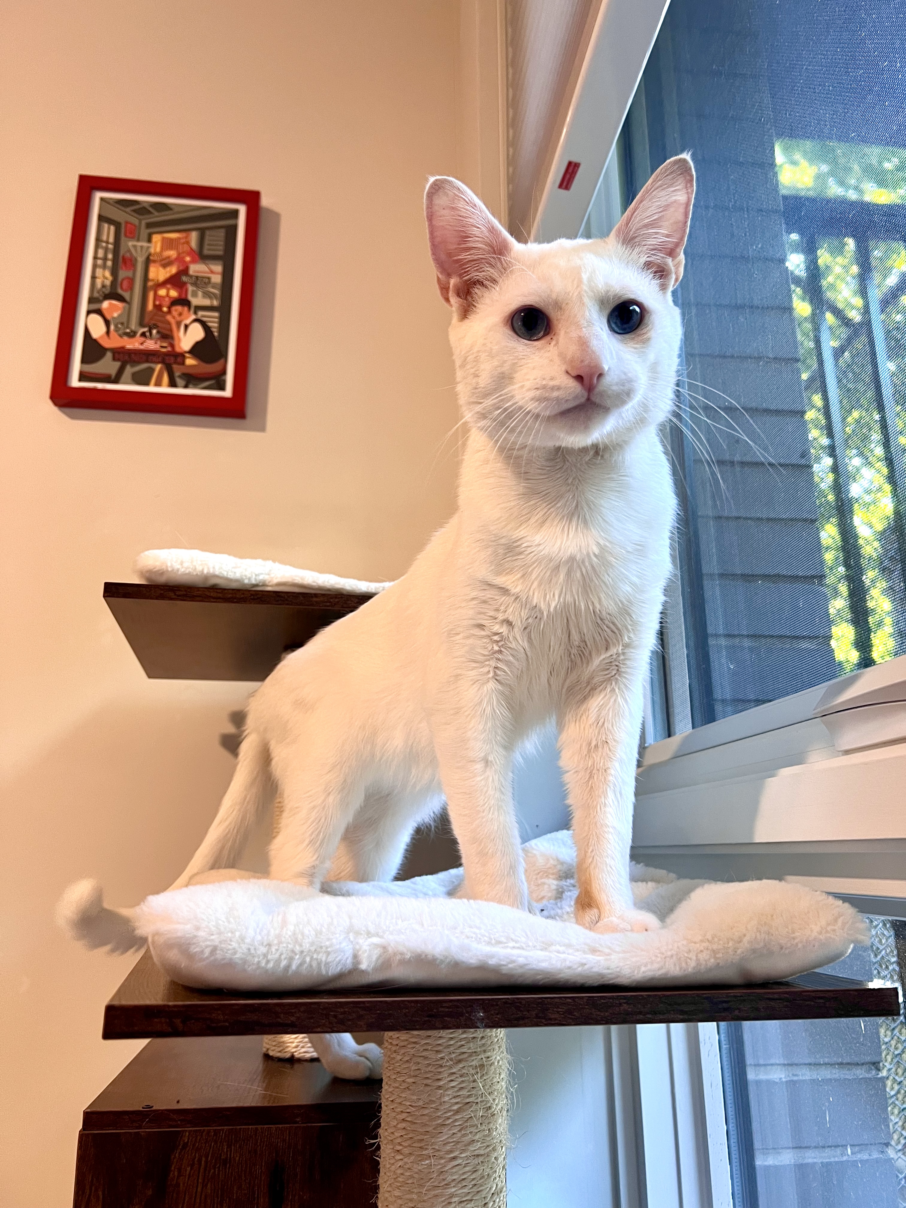 Enlarge Juniper, a Adopted Domestic Short Hair in Brooklyn, NY image 2/6