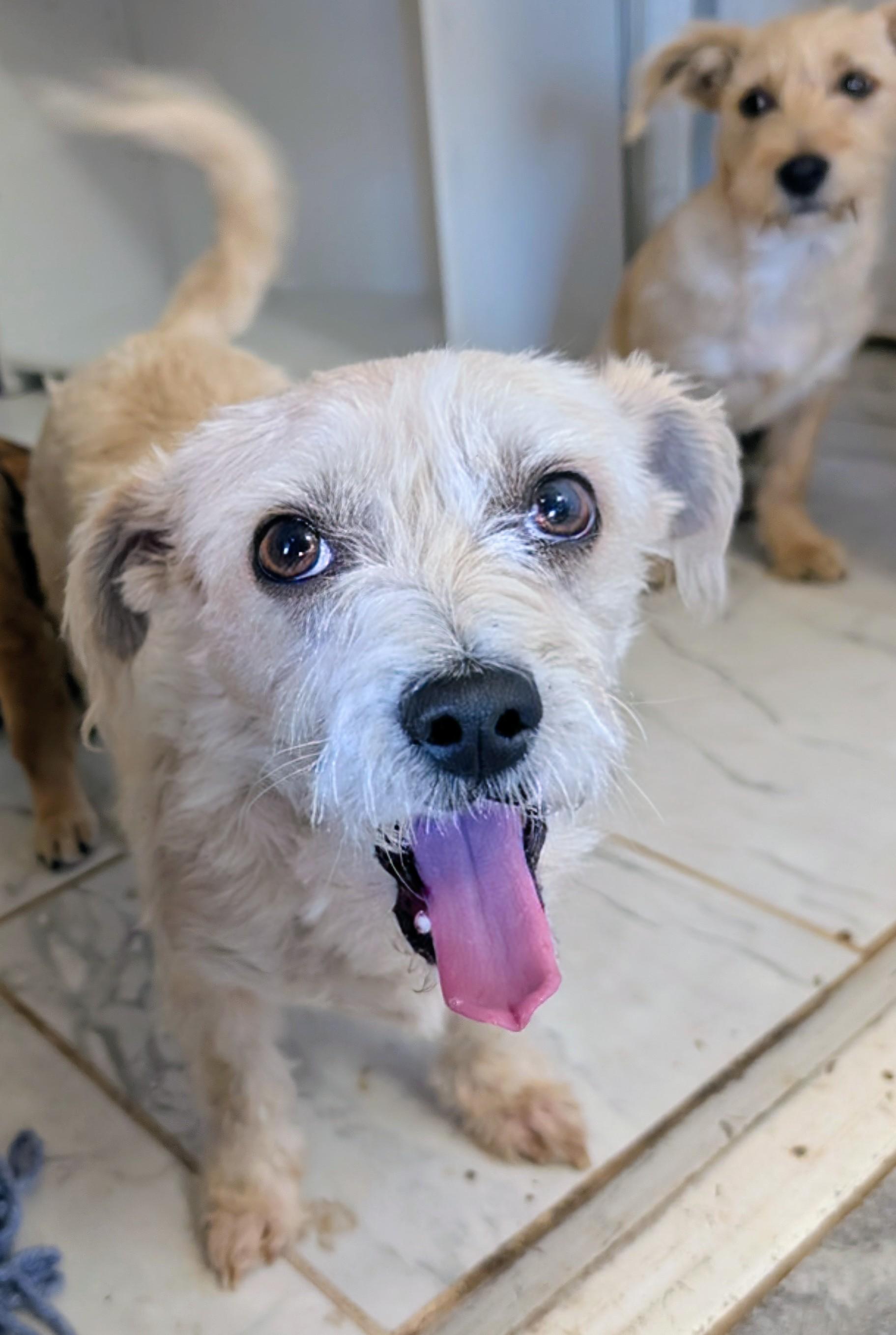 Enlarge Mitzi , a ADOPTABLE mixed breed in Saint David, AZ image 1/3