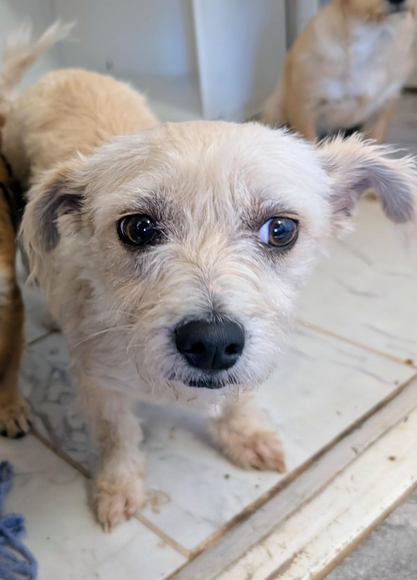 Enlarge Mitzi , a ADOPTABLE mixed breed in Saint David, AZ image 3/3