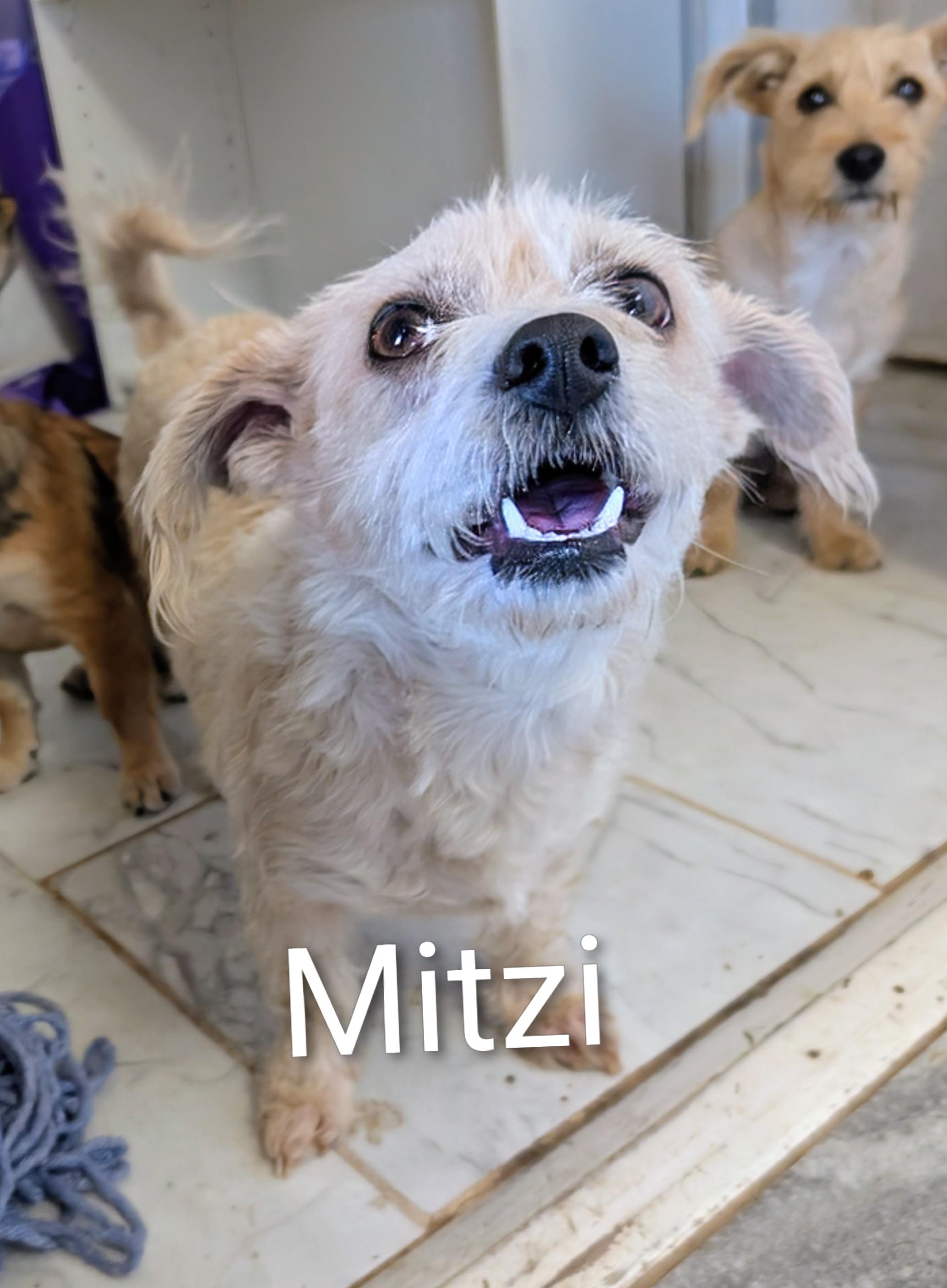 Enlarge Mitzi , a ADOPTABLE mixed breed in Saint David, AZ image 2/3