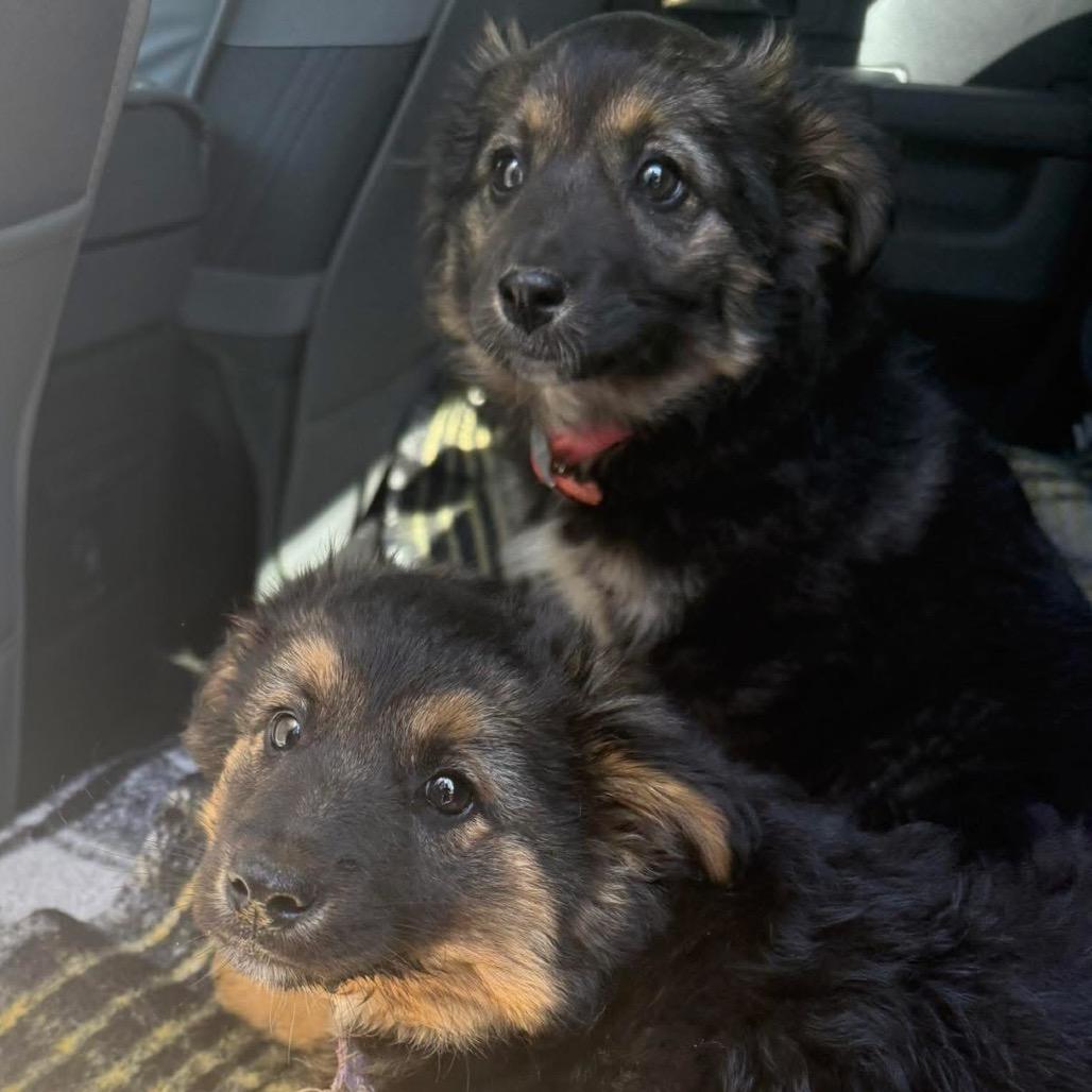Ernie, Adoptable, Puppy Male Border Collie & German Shepherd Dog.