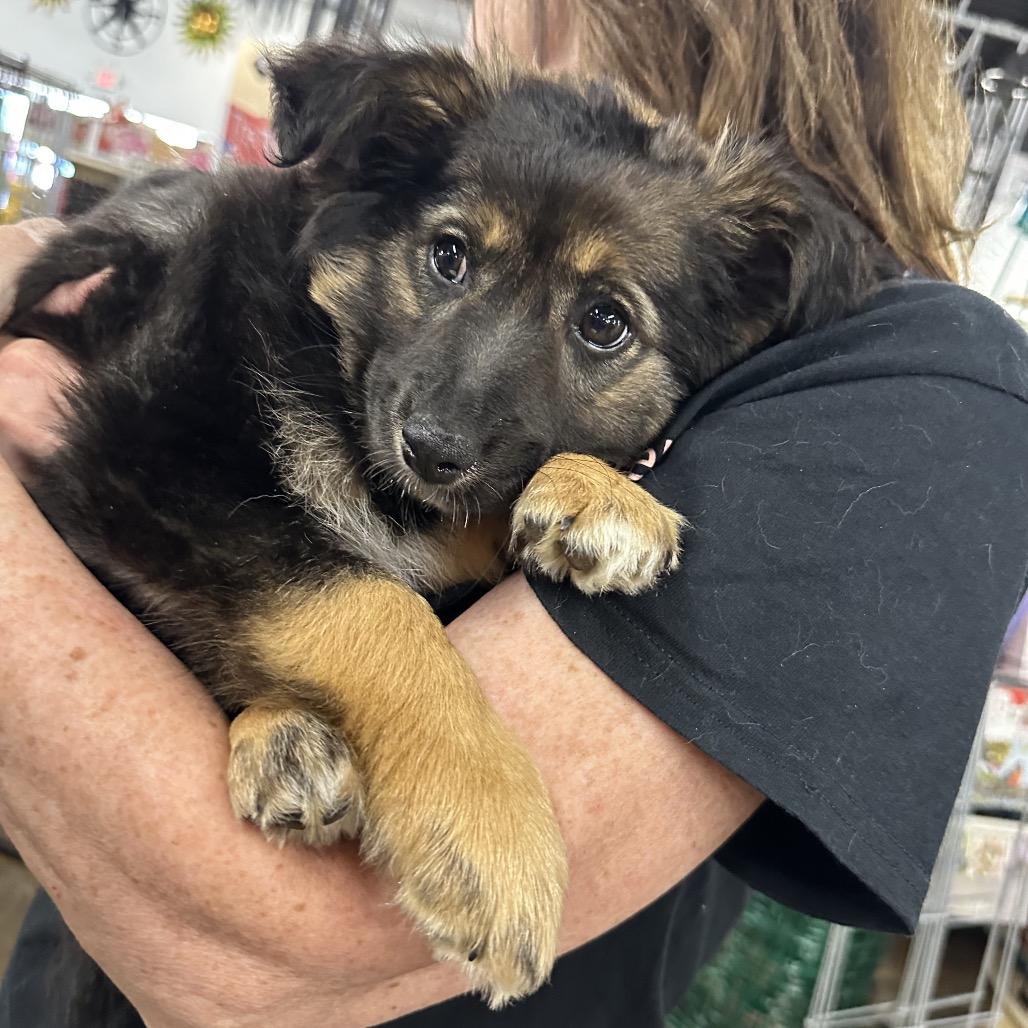 Enlarge Ernie, a Adoptable mixed breed in West Chester, PA image 2/6