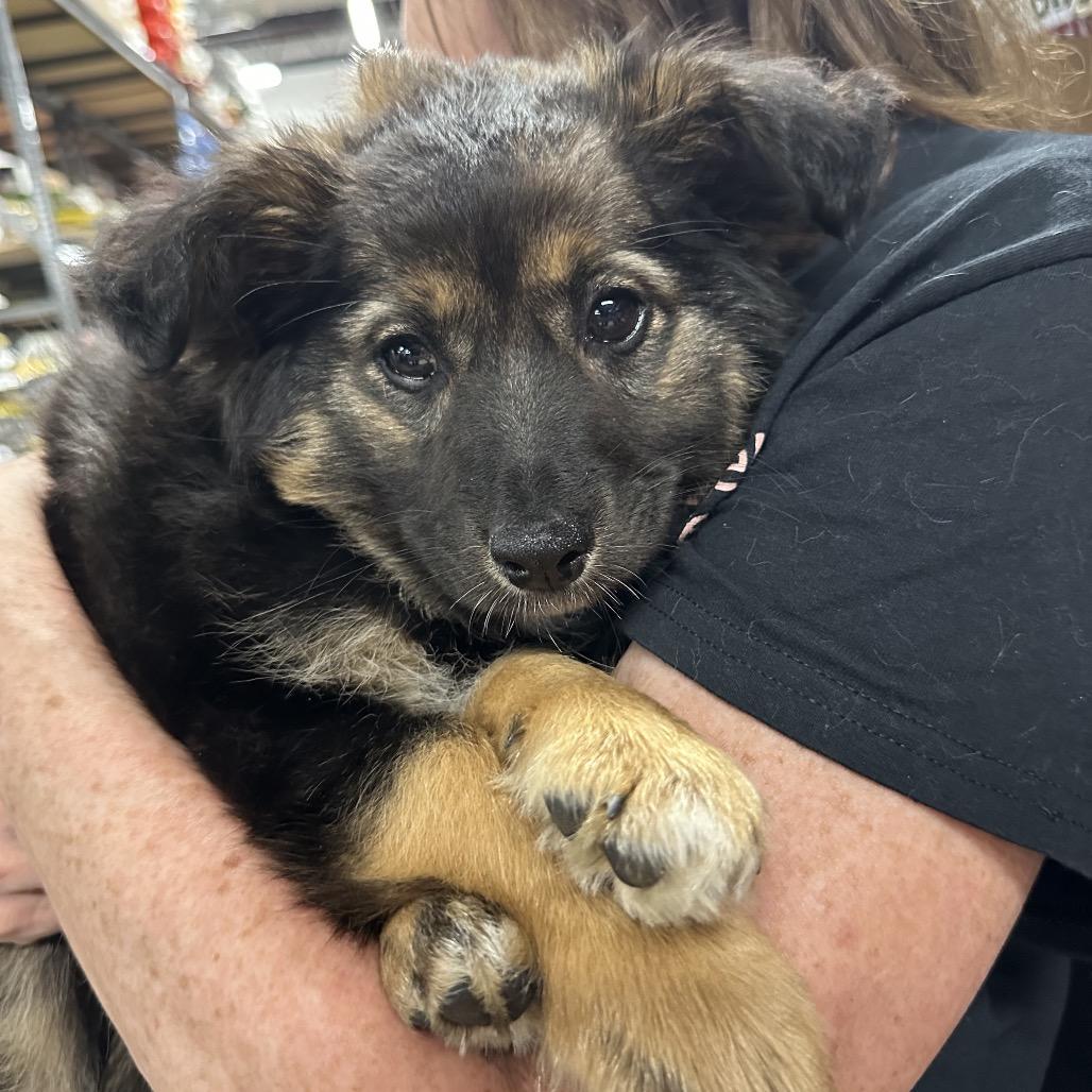 Enlarge Ernie, a Adoptable mixed breed in West Chester, PA image 4/6
