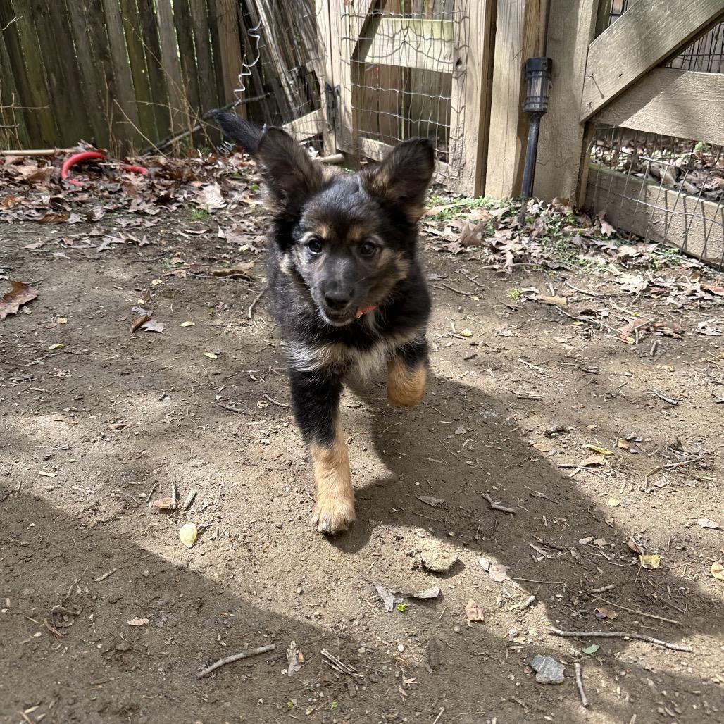 Enlarge Ernie, a Adoptable mixed breed in West Chester, PA image 5/6