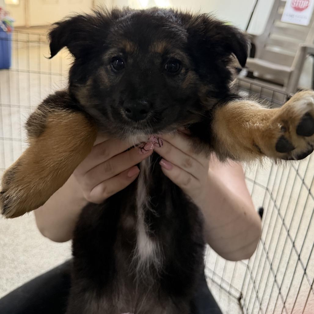 Enlarge Ernie, a Adoptable mixed breed in West Chester, PA image 6/6