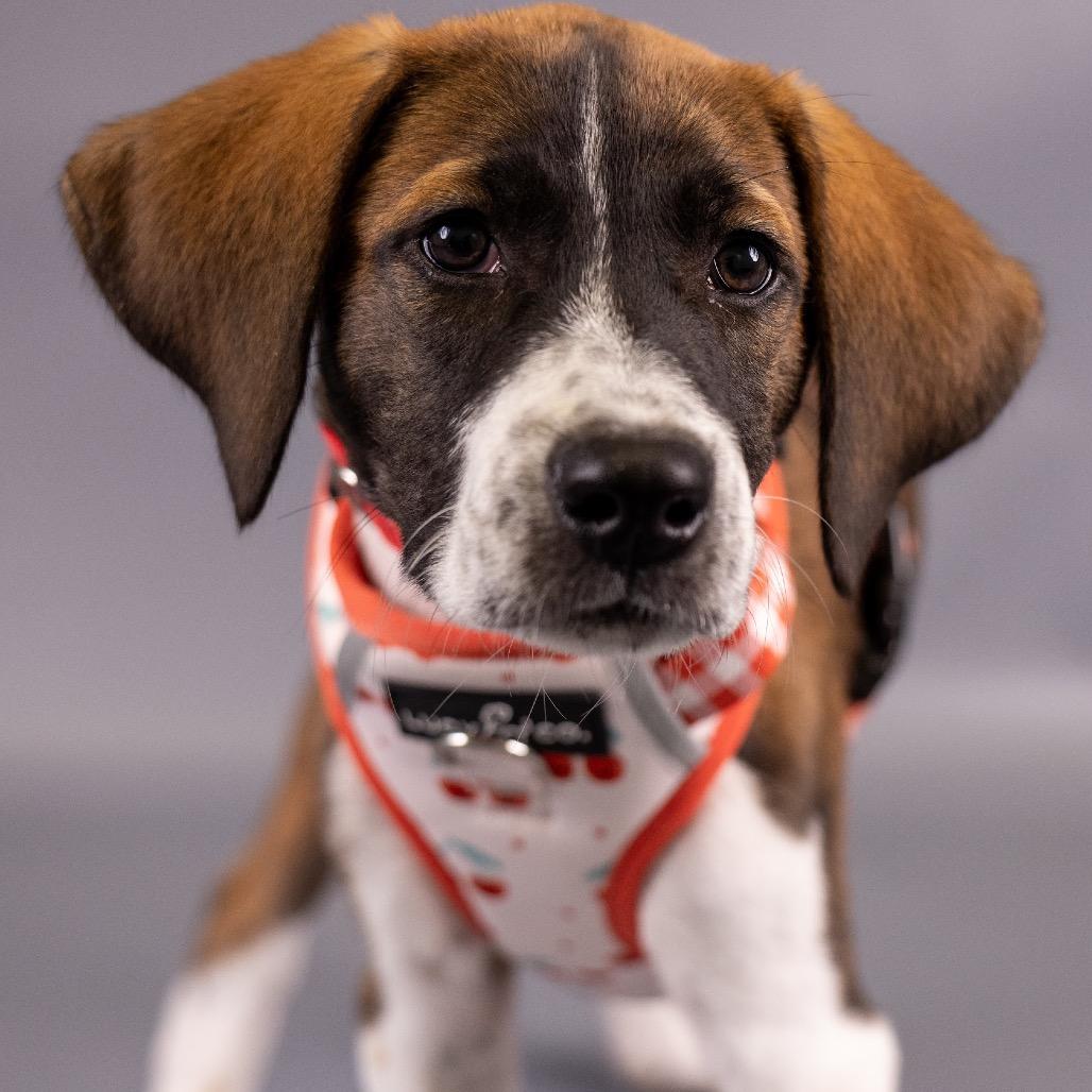 Enlarge Shimmer D12503, a Adoptable mixed breed in St. Cloud, MN image 1/6