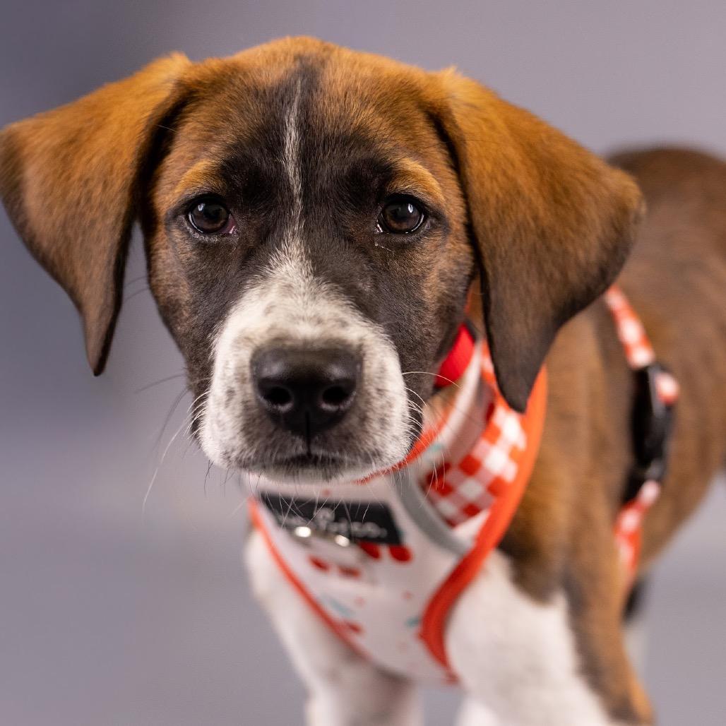 Enlarge Shimmer D12503, a Adoptable mixed breed in St. Cloud, MN image 4/6