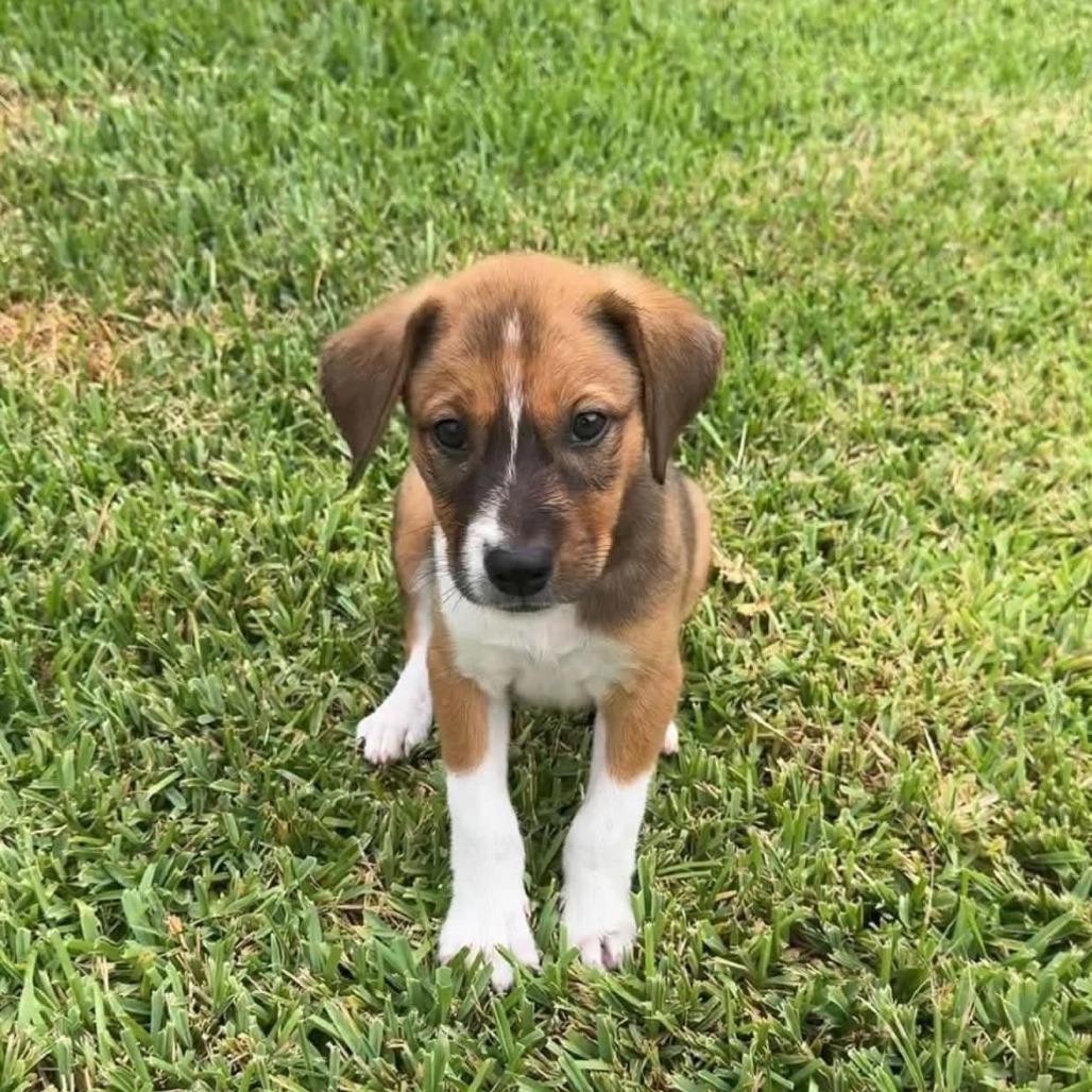 Enlarge Shimmer D12503, a Adoptable mixed breed in St. Cloud, MN image 5/6
