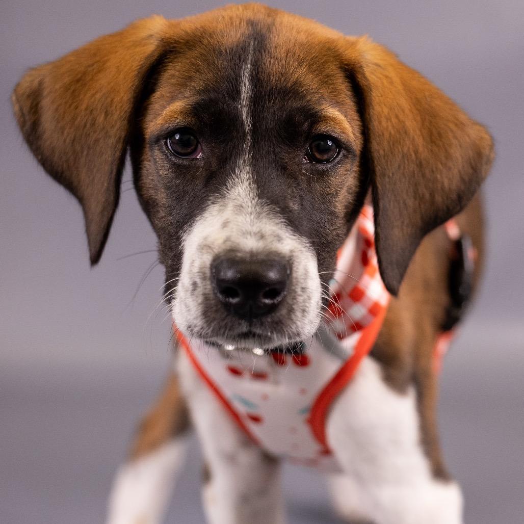 Enlarge Shimmer D12503, a Adoptable mixed breed in St. Cloud, MN image 6/6