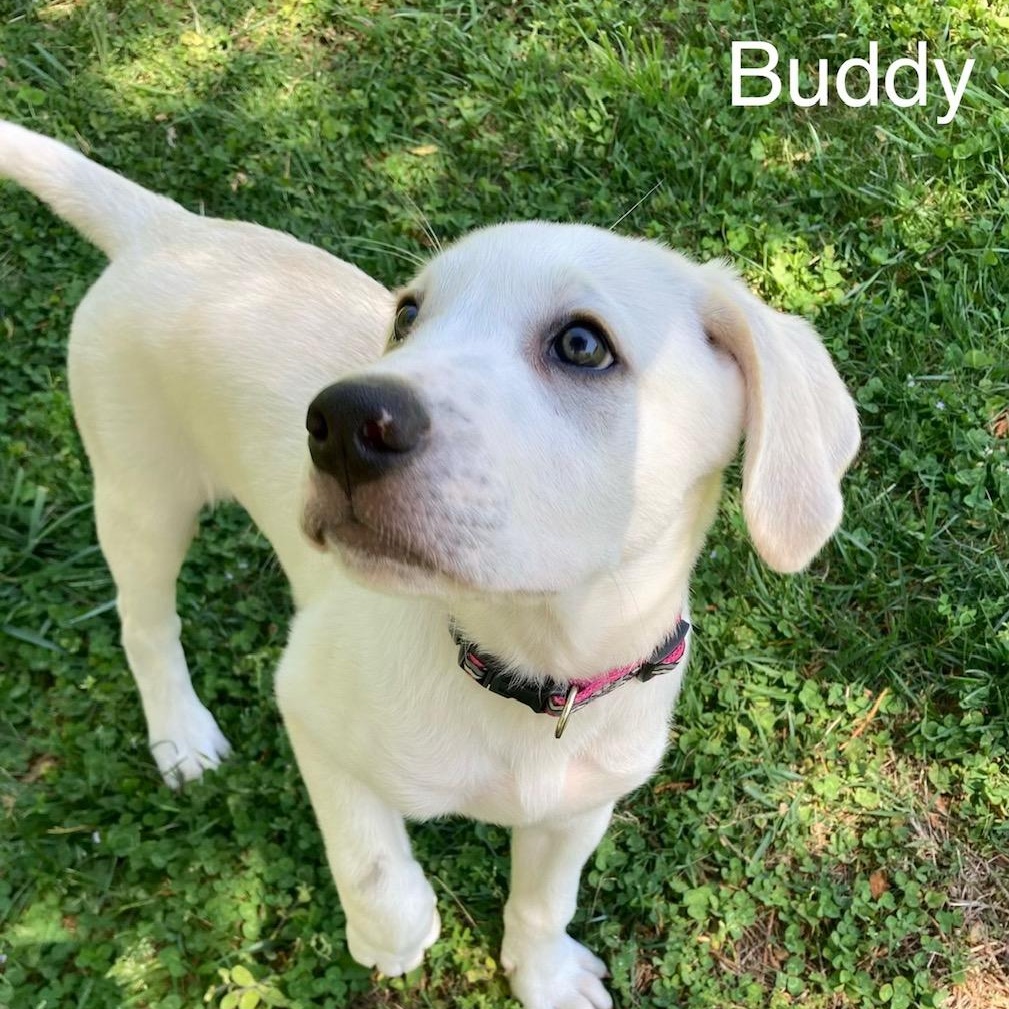 Enlarge Buddy, an adopted mixed breed in Albany, NY image 1/2