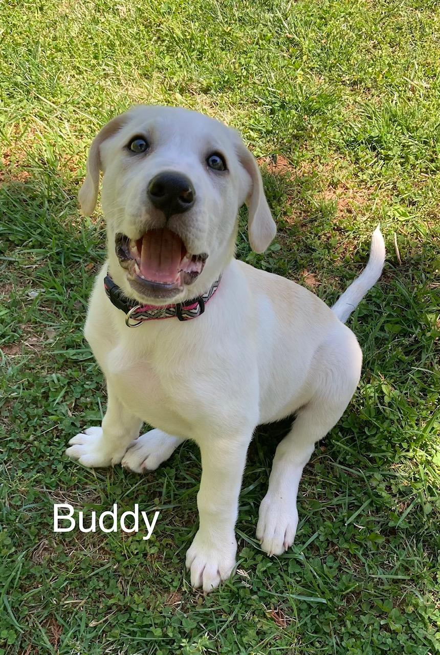 Enlarge Buddy, an adopted mixed breed in Albany, NY image 2/2