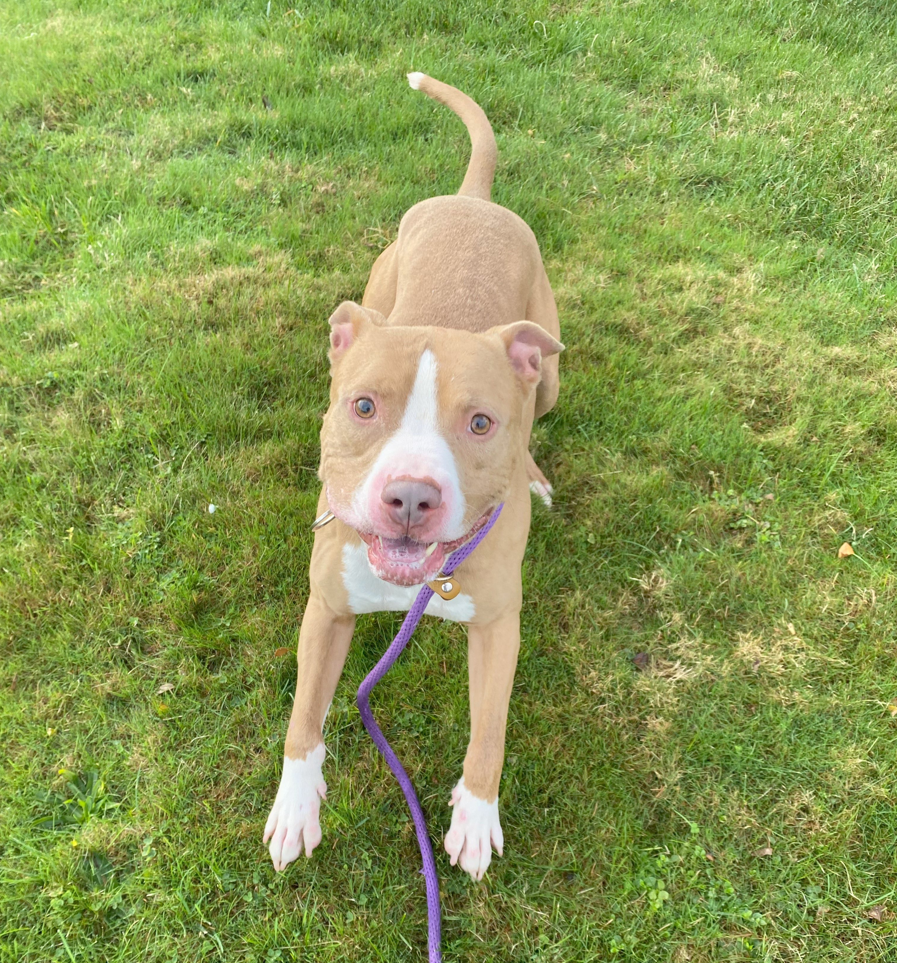 Enlarge Buster *, a Adoptable mixed breed in Allegan, MI image 2/6