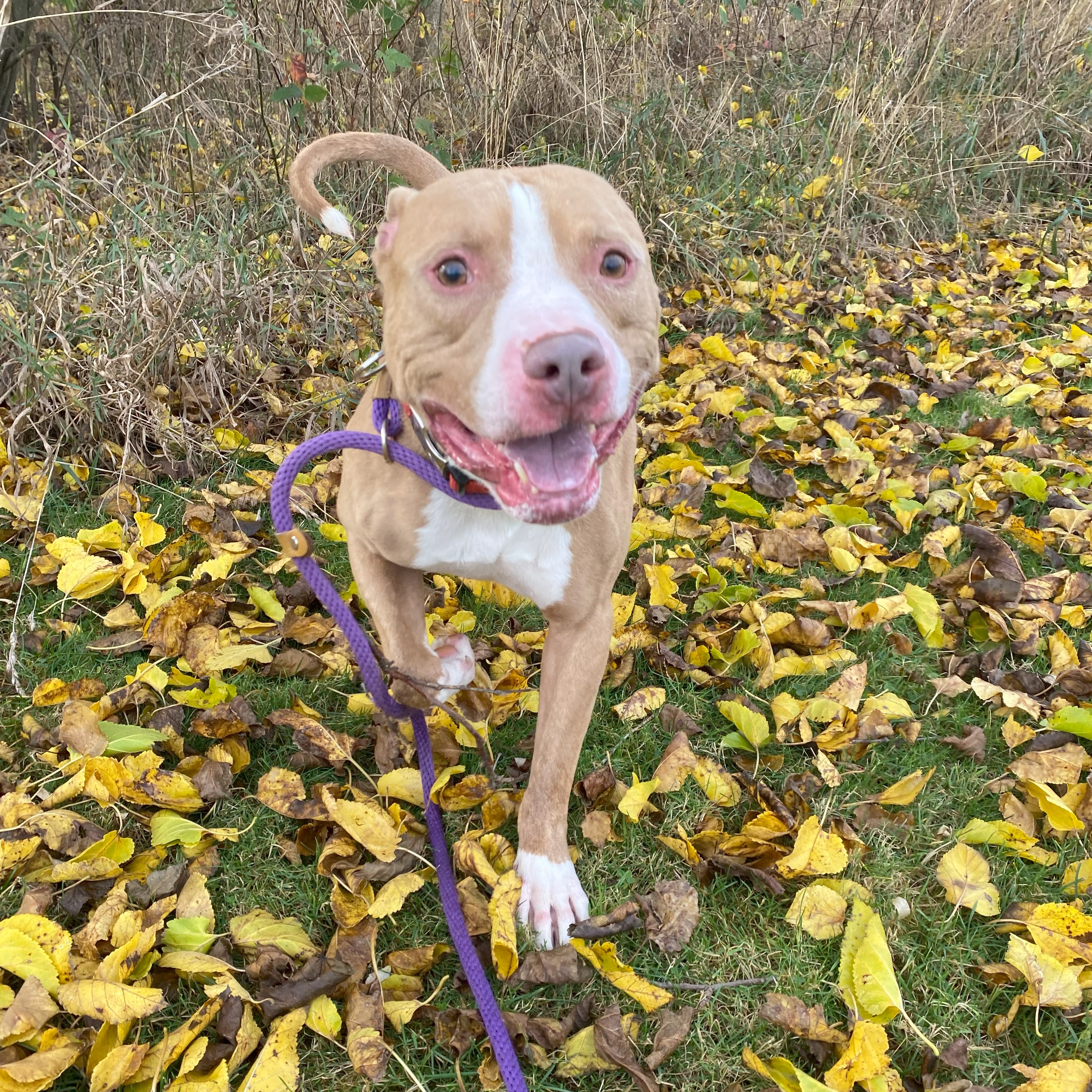 Enlarge Buster *, a Adoptable mixed breed in Allegan, MI image 6/6