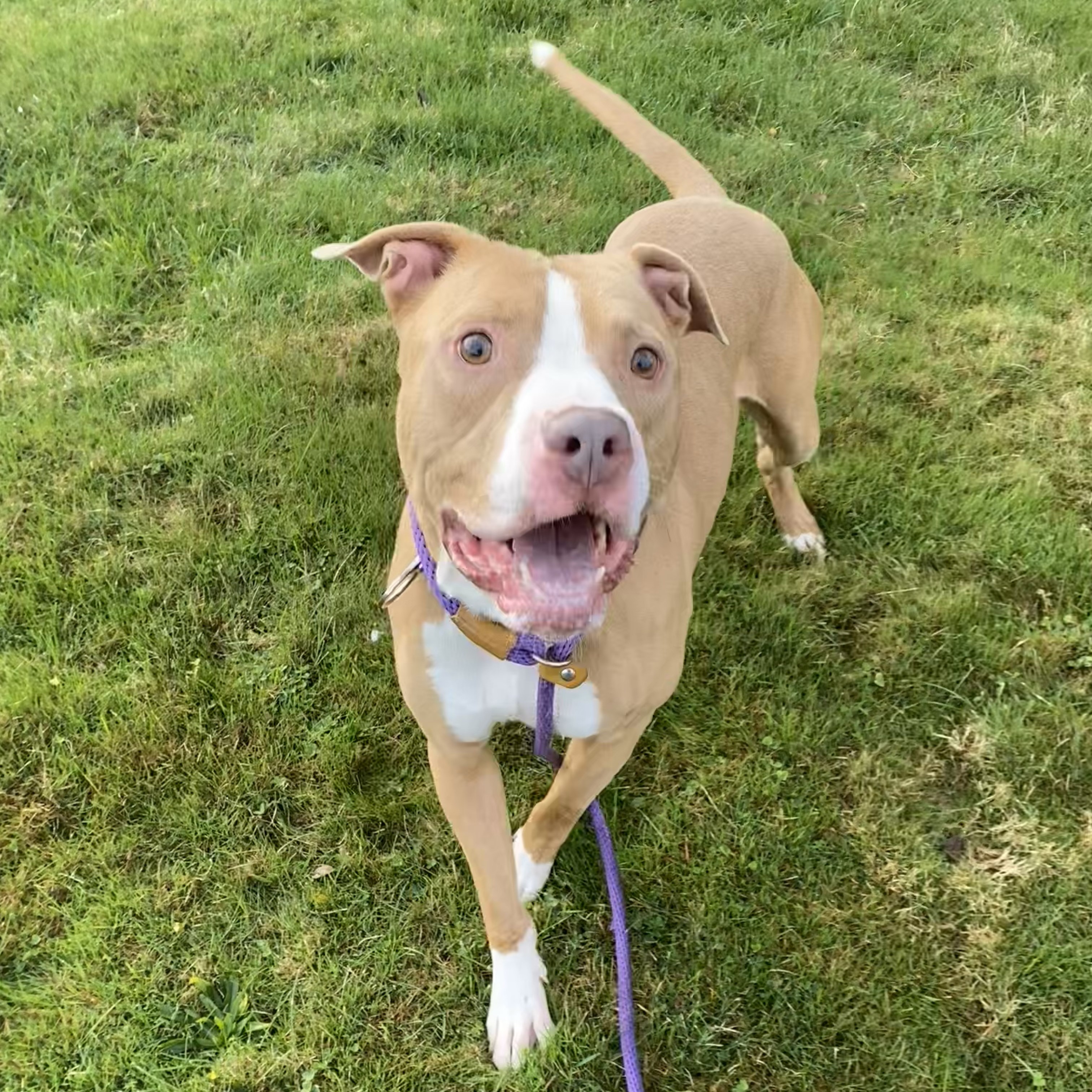 Enlarge Buster *, a Adoptable mixed breed in Allegan, MI image 4/6