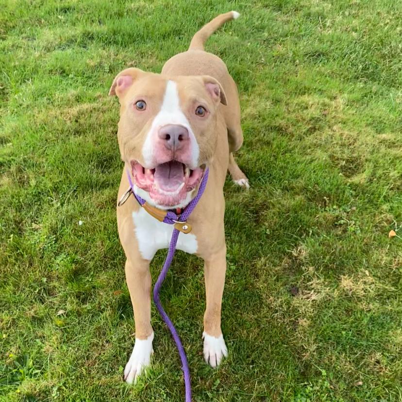 Enlarge Buster *, a Adoptable mixed breed in Allegan, MI image 3/6