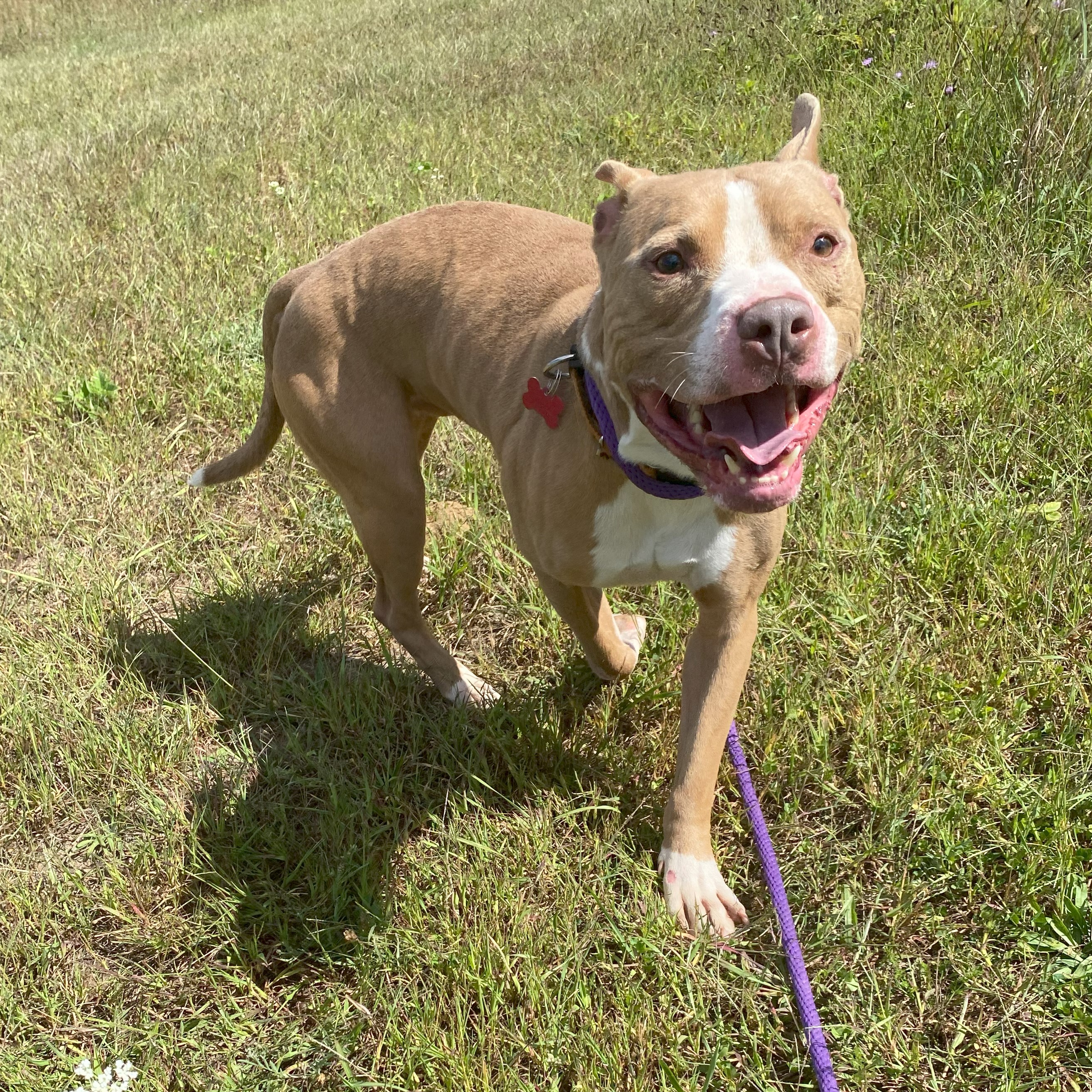 Enlarge Buster *, a Adoptable mixed breed in Allegan, MI image 5/6