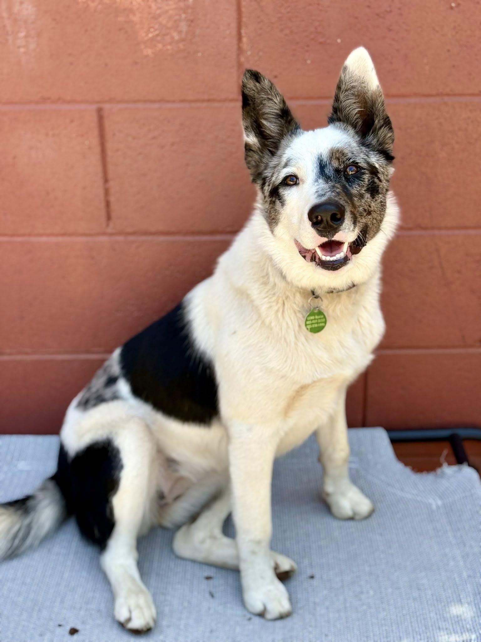 Flash, Adopted, Young Female Australian Cattle Dog / Blue Heeler & Border Collie.