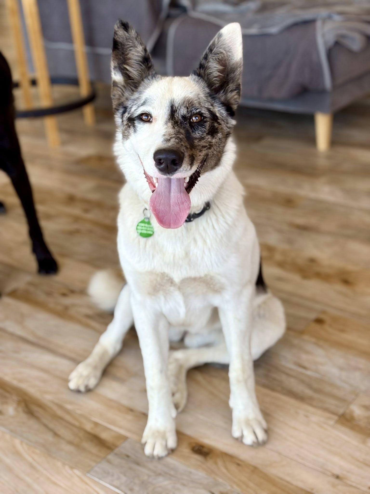 Flash, a Adopted mixed breed in Paso Robles, CA image 2/3