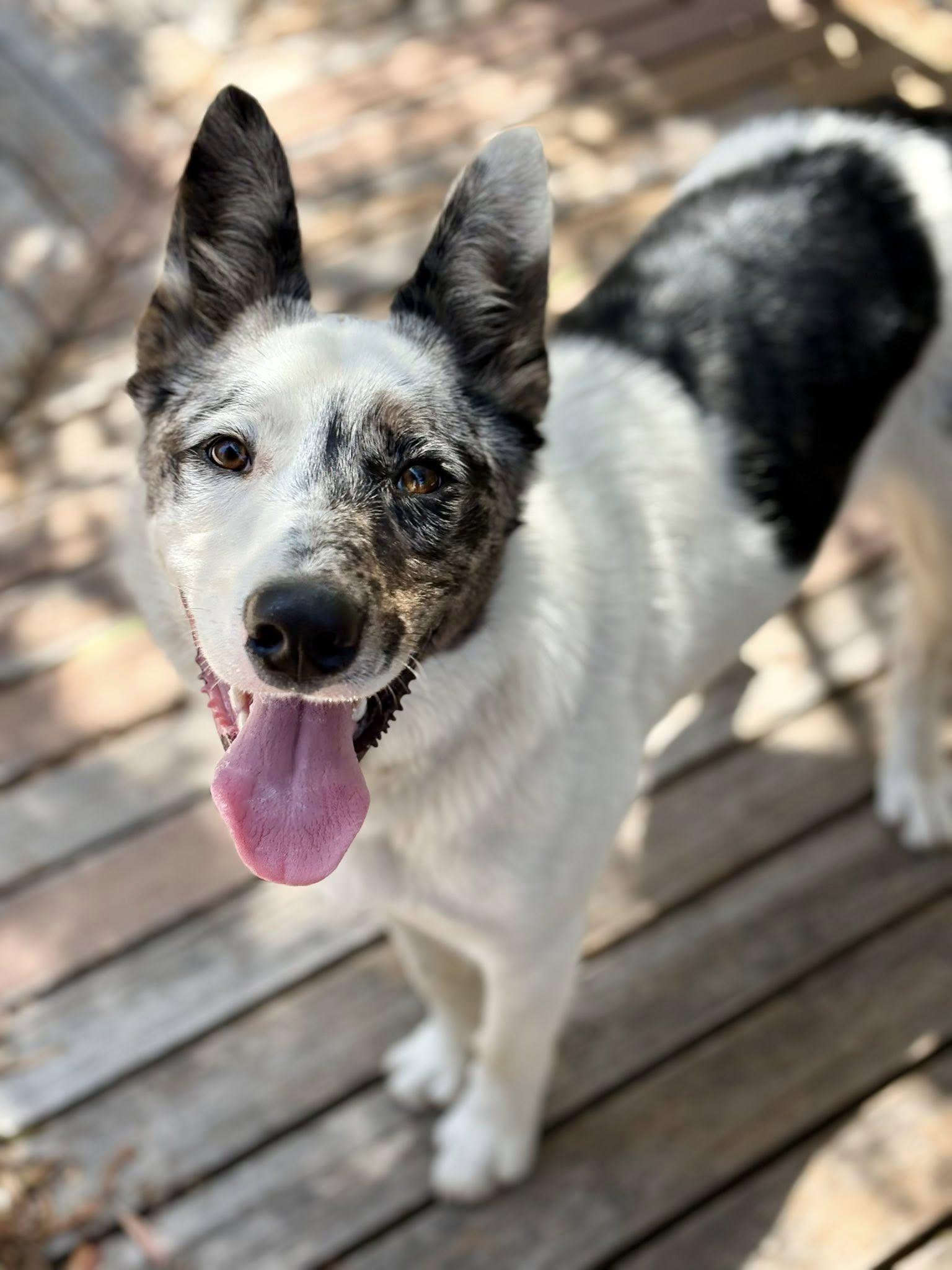 Flash, a Adopted mixed breed in Paso Robles, CA image 3/3