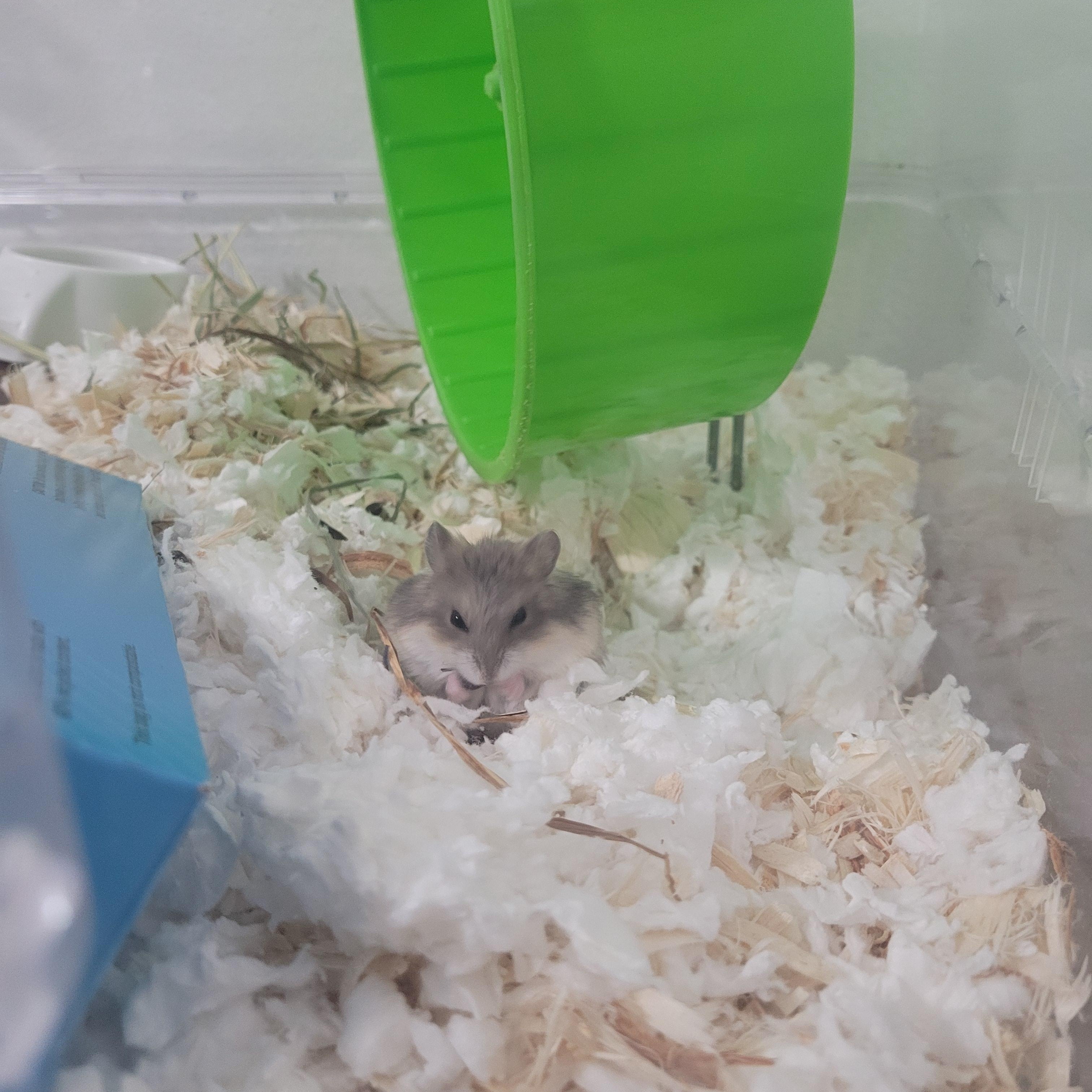 Enlarge Muffin, an adopted mixed breed in Irvine, CA image 2/3