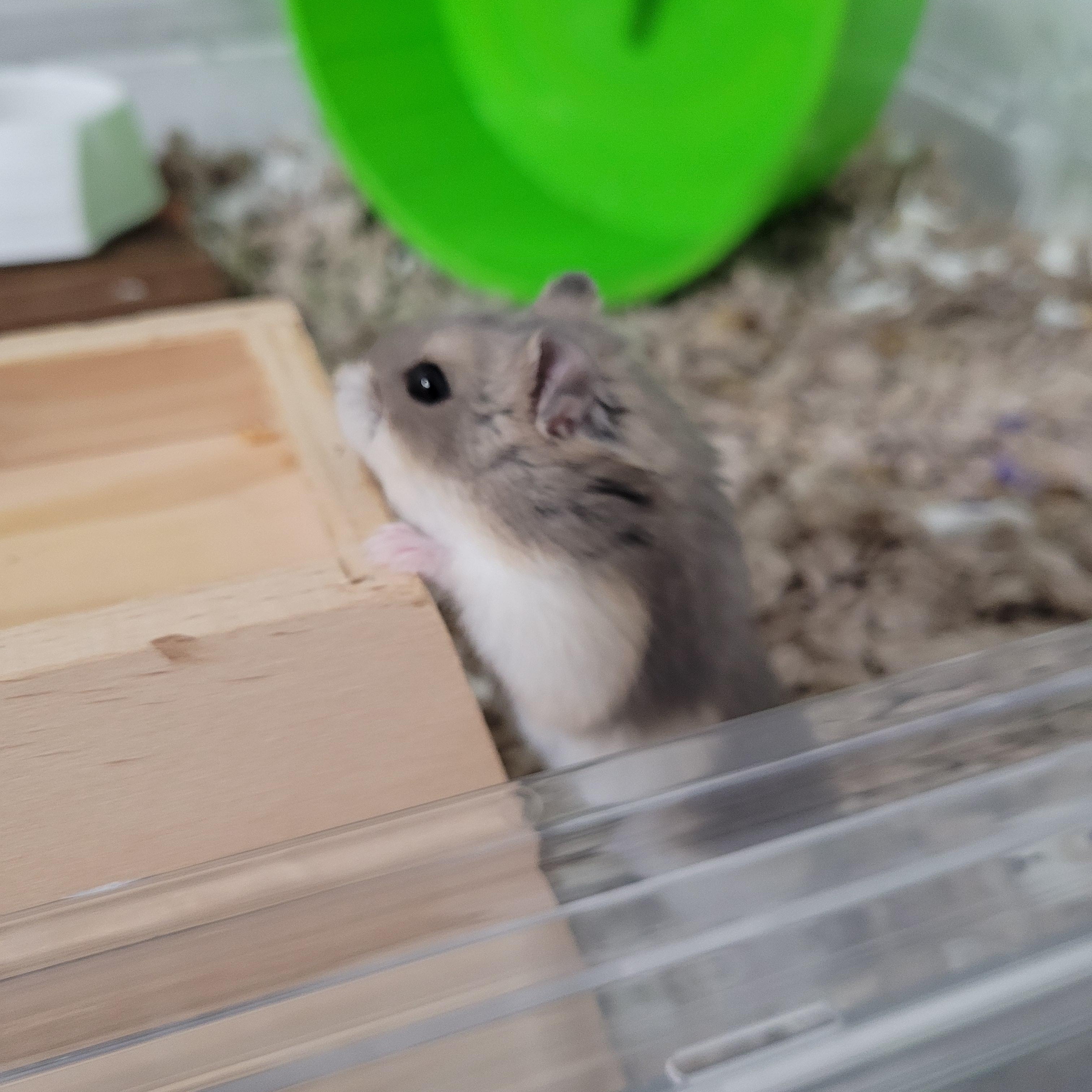Muffin, ADOPTABLE, Young Female Dwarf Hamster & Hamster.