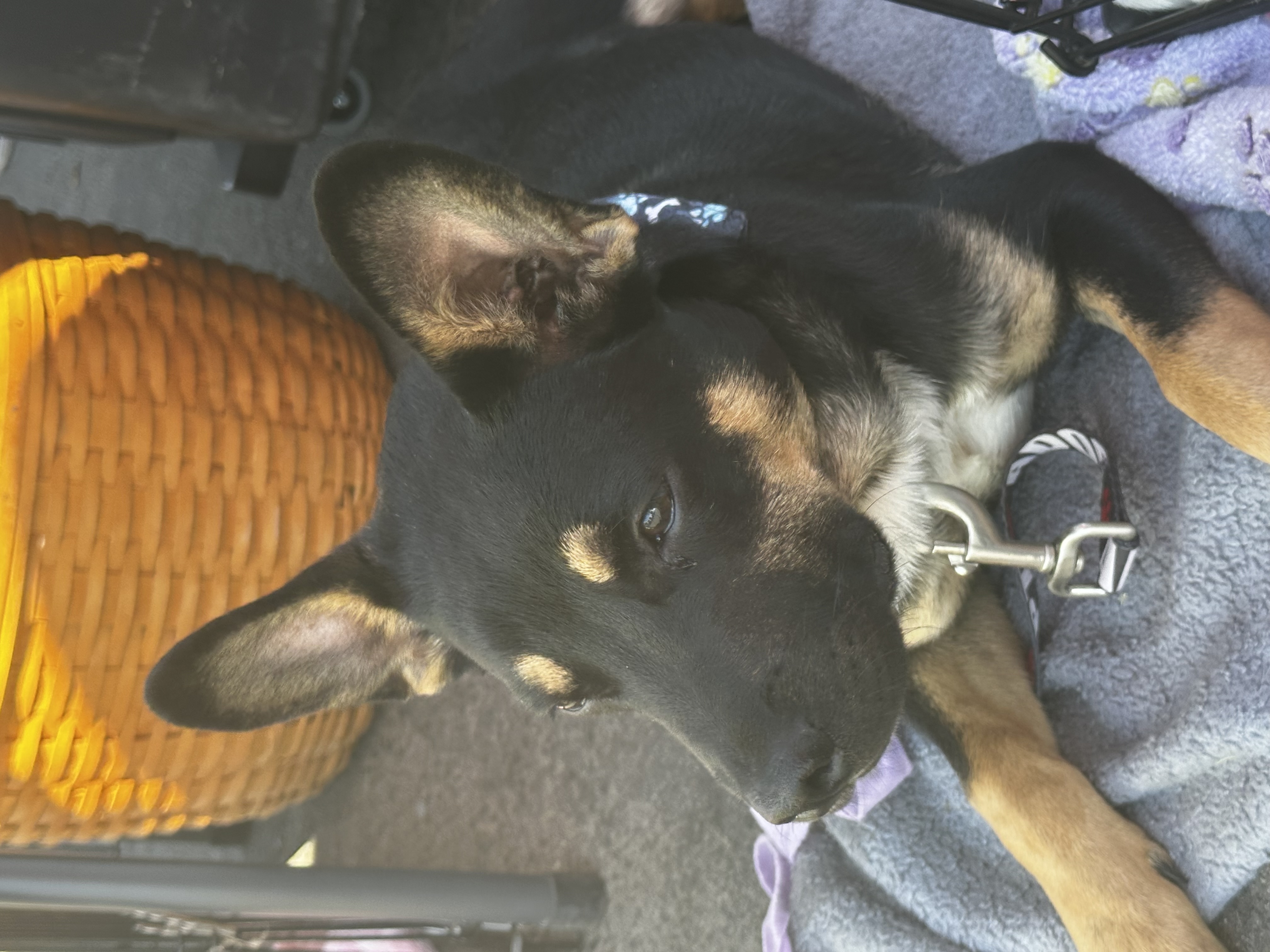 Mason, an adoptable Australian Shepherd, French Bulldog in Madera, CA, 93638 | Photo Image 4
