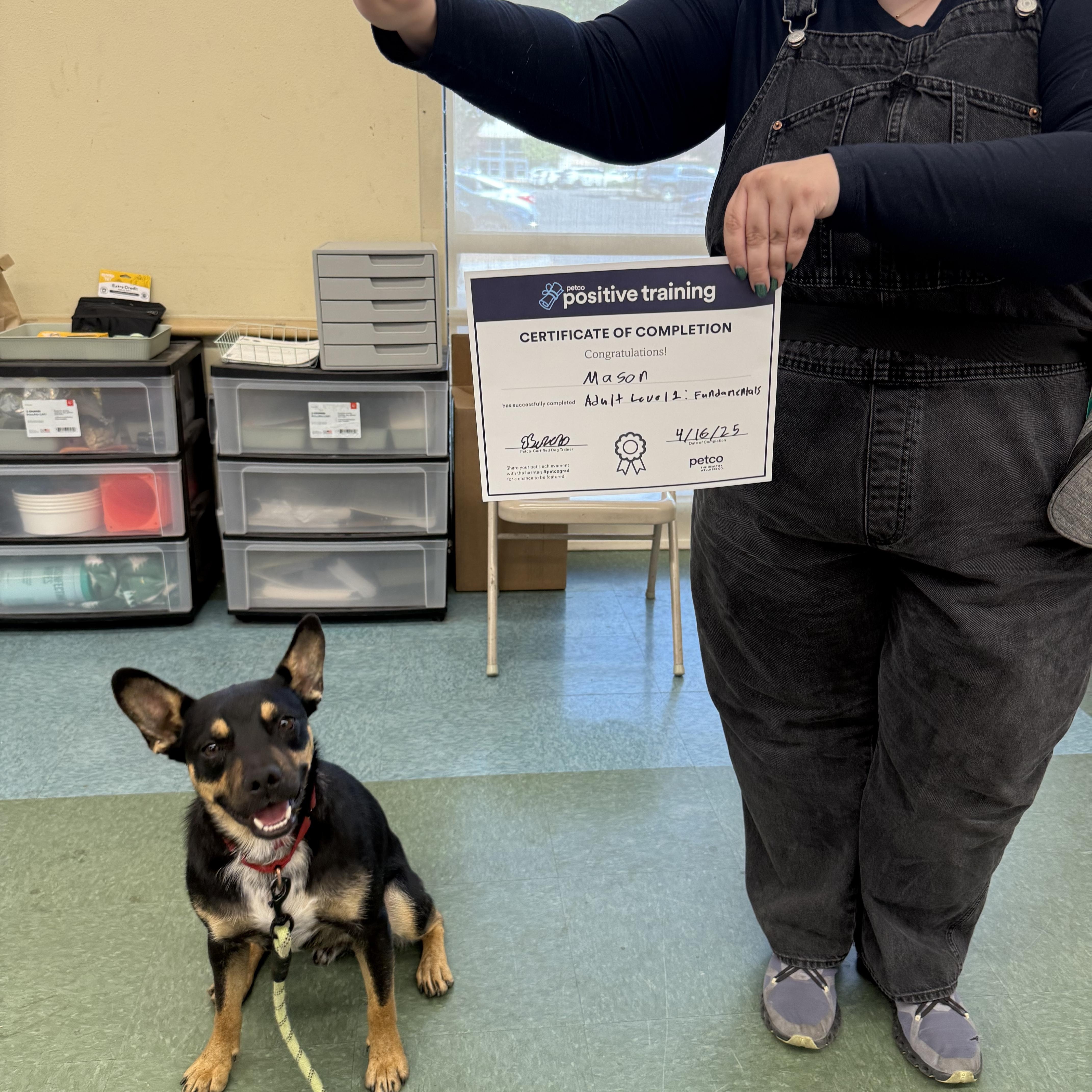 Mason, an adoptable Australian Shepherd, French Bulldog in Madera, CA, 93638 | Photo Image 1