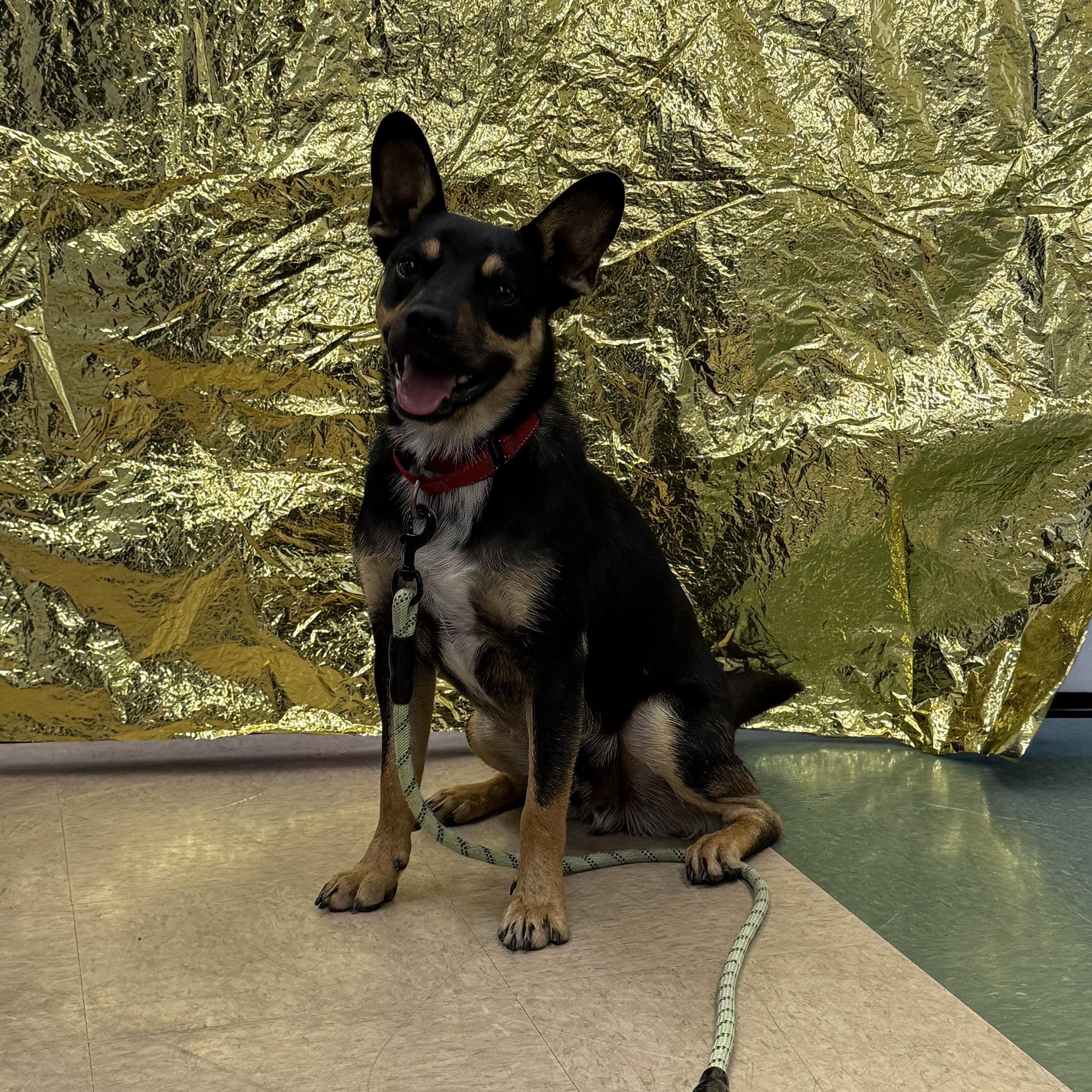 Mason, an adoptable Australian Shepherd, French Bulldog in Madera, CA, 93638 | Photo Image 2