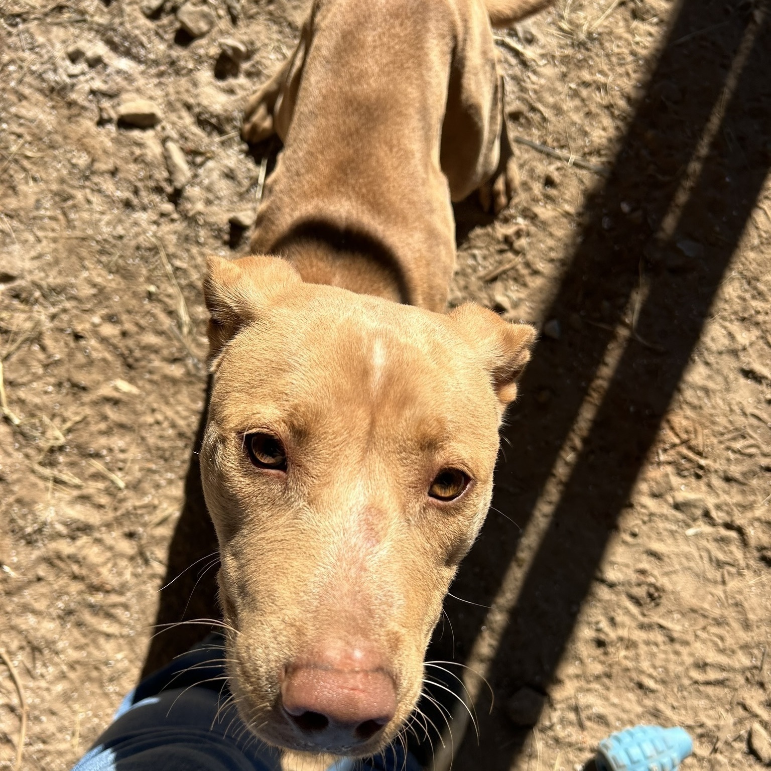Enlarge Ethel, a Adoptable Mountain Cur in Sparta, GA image 4/6
