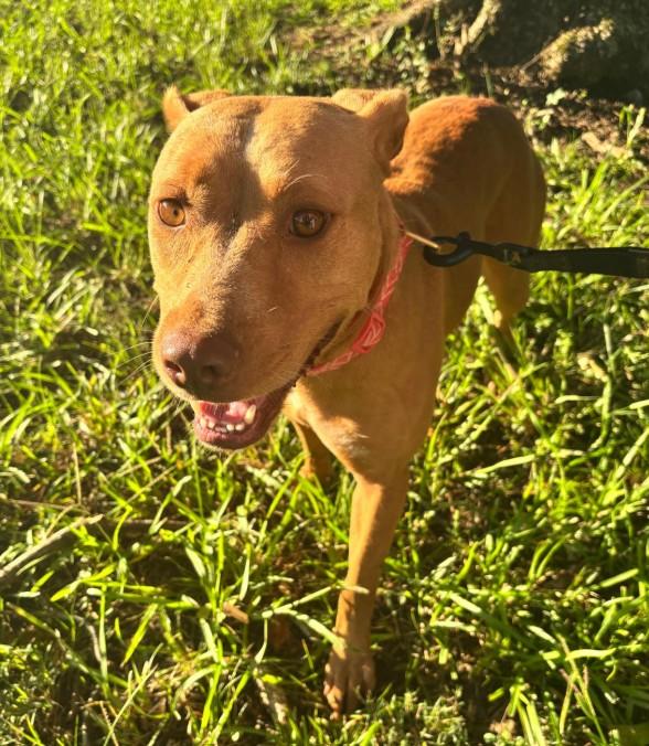 Ethel, a Adoptable Mountain Cur in Sparta, GA image 1/6