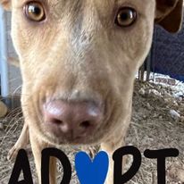 Ethel, Adoptable, Young Female Mountain Cur.