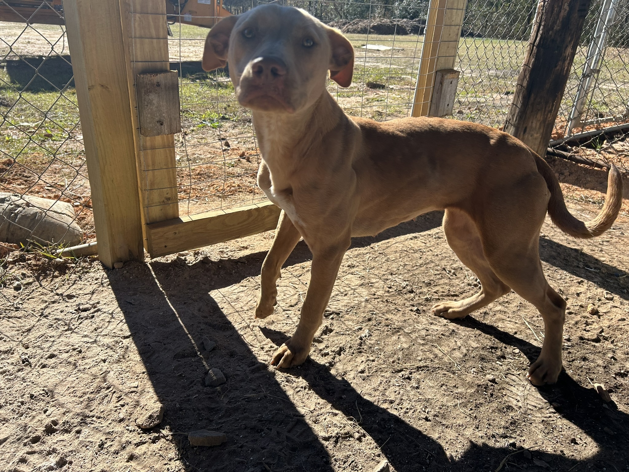 Enlarge Ethel, a Adoptable Mountain Cur in Sparta, GA image 5/6