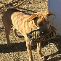 Ethel, an adoptable Mountain Cur in Sparta, GA, 31087 | Photo Image 1
