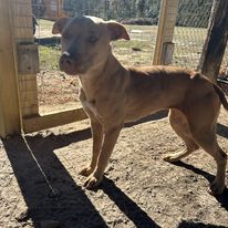 Enlarge Ethel, a Adoptable Mountain Cur in Sparta, GA image 3/6